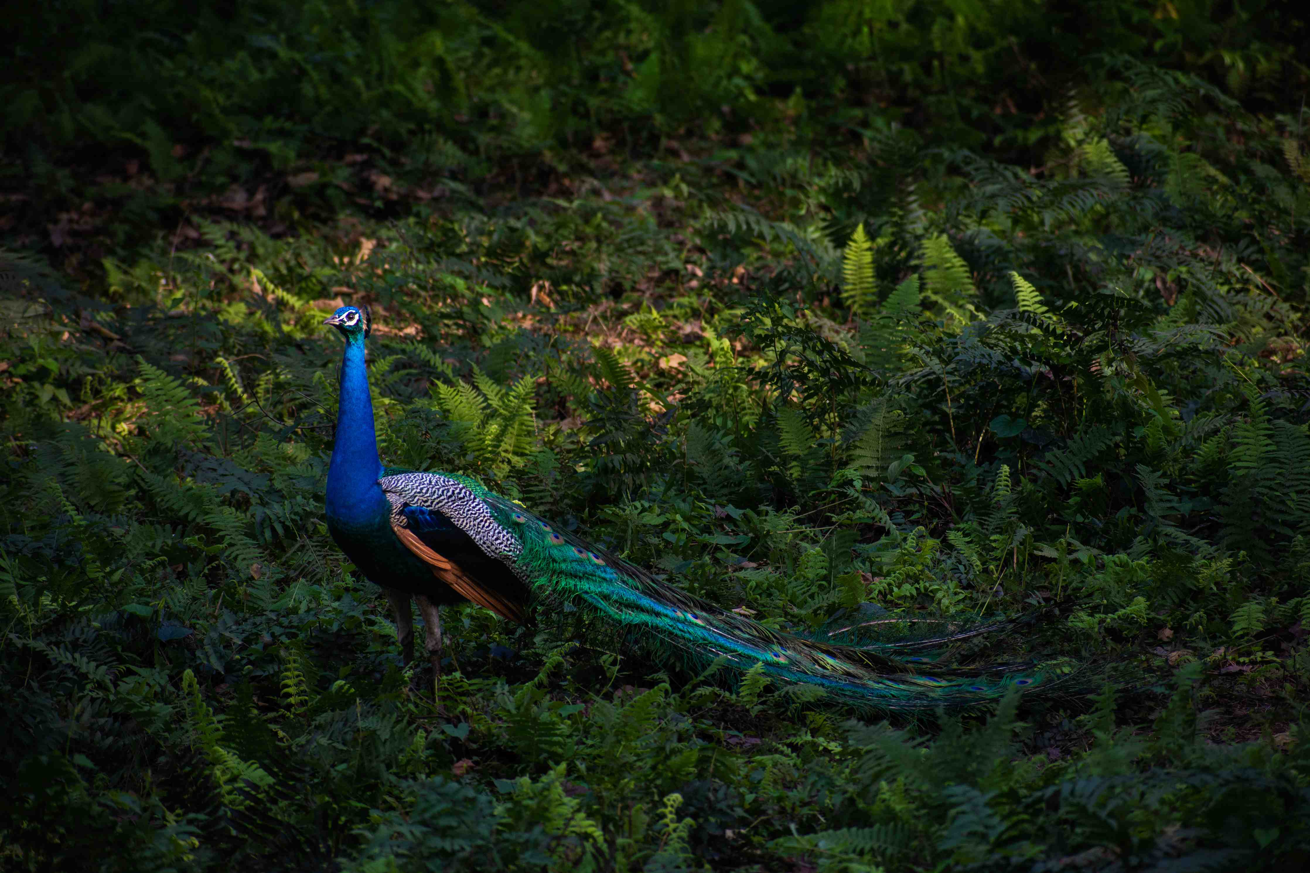 Wandverkleidung Bad-Pfau in freier Natur