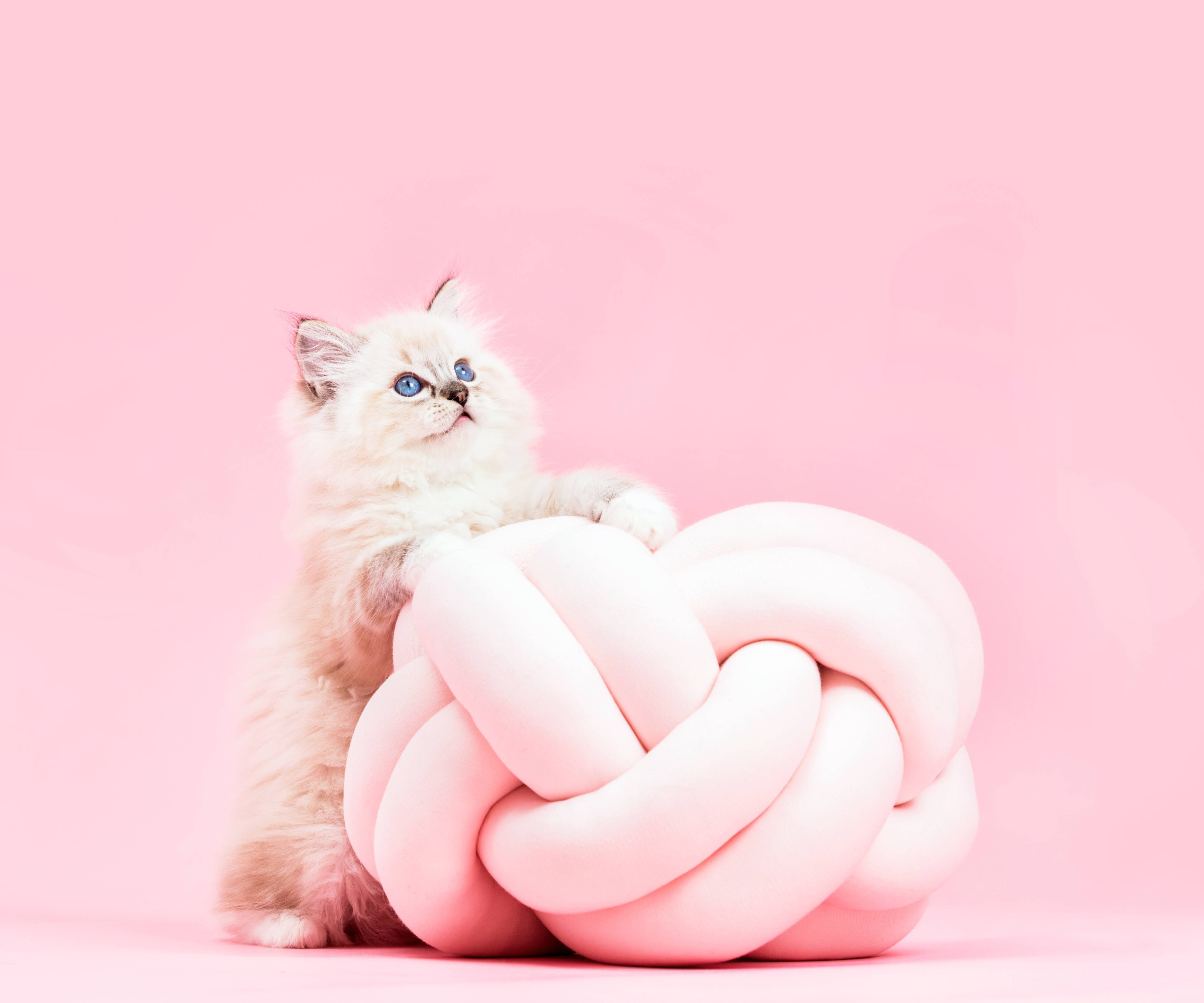 Wandverkleidung Bad-Ragdoll Katze auf Pinken Hintergrund