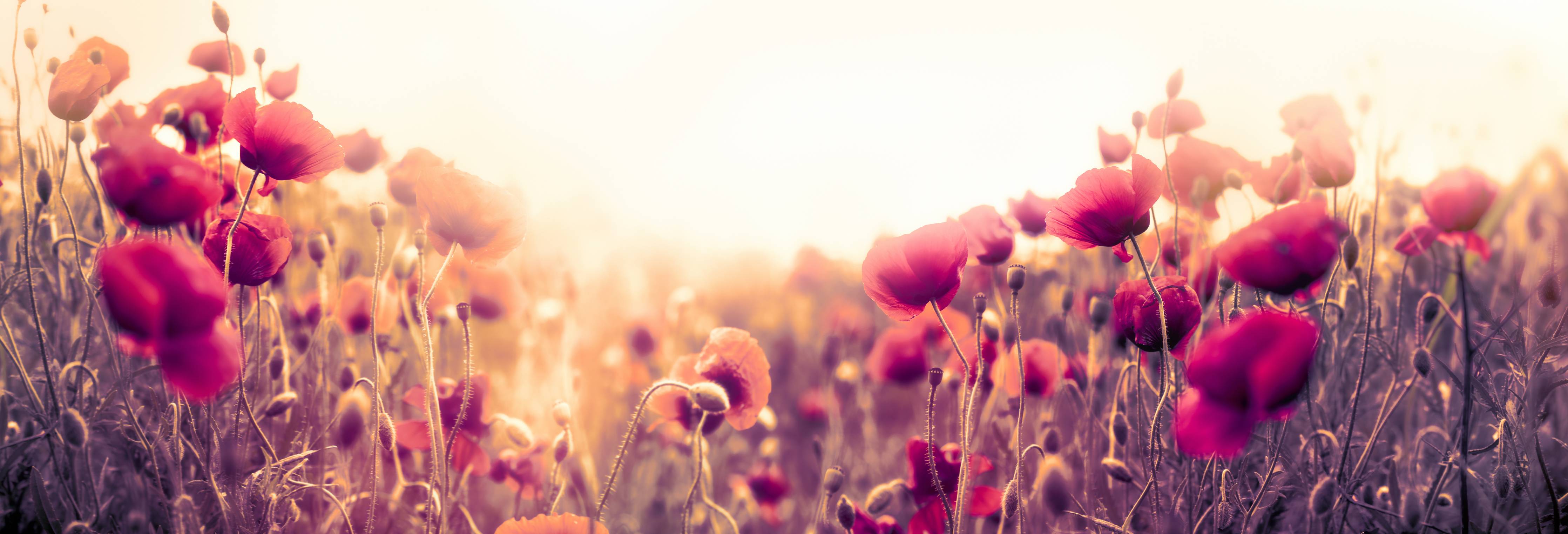 Wandverkleidung Bad-Rote Mohnblumen in der Sonne