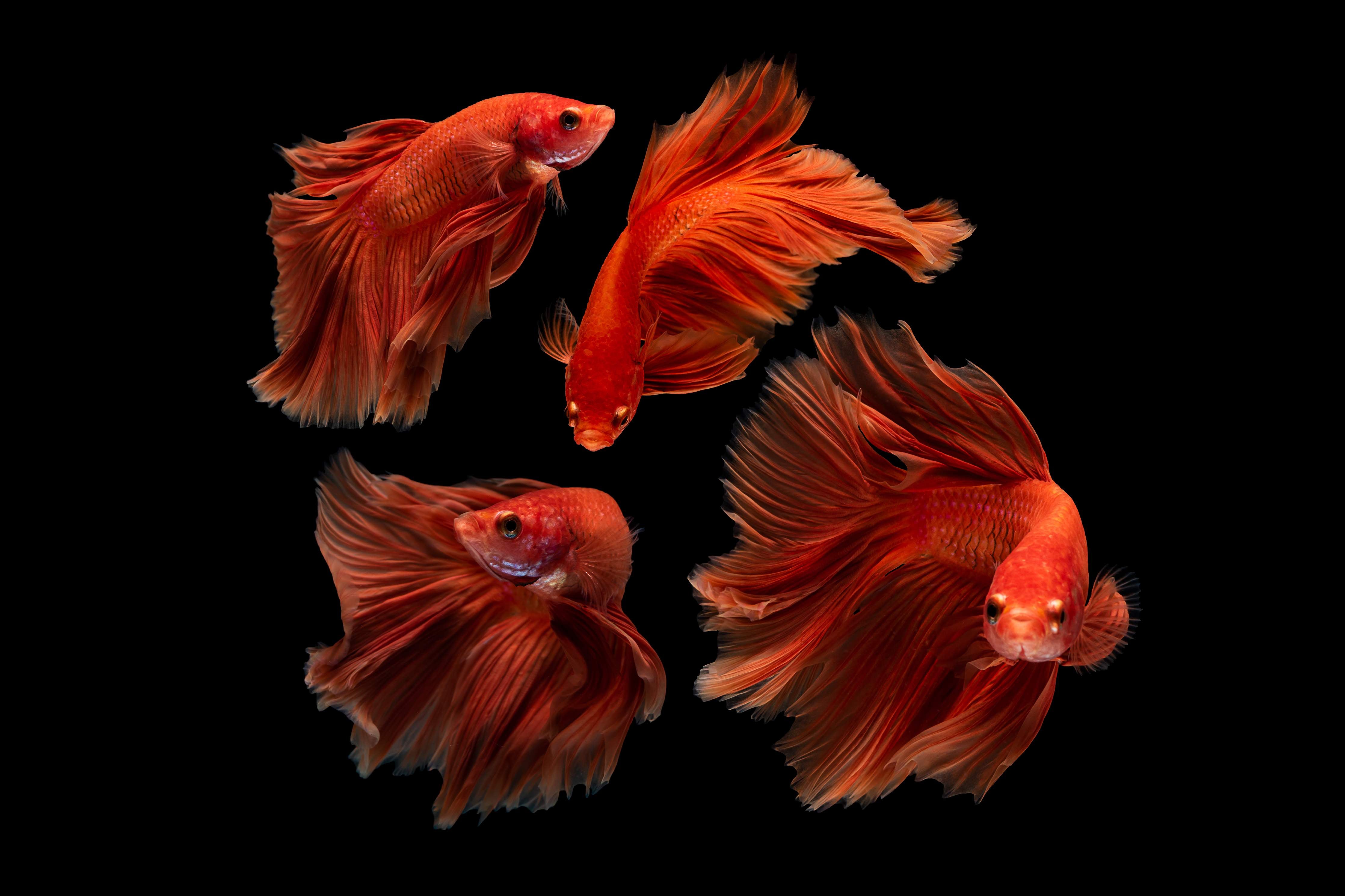 Wandverkleidung Bad-Roter Betta Fisch