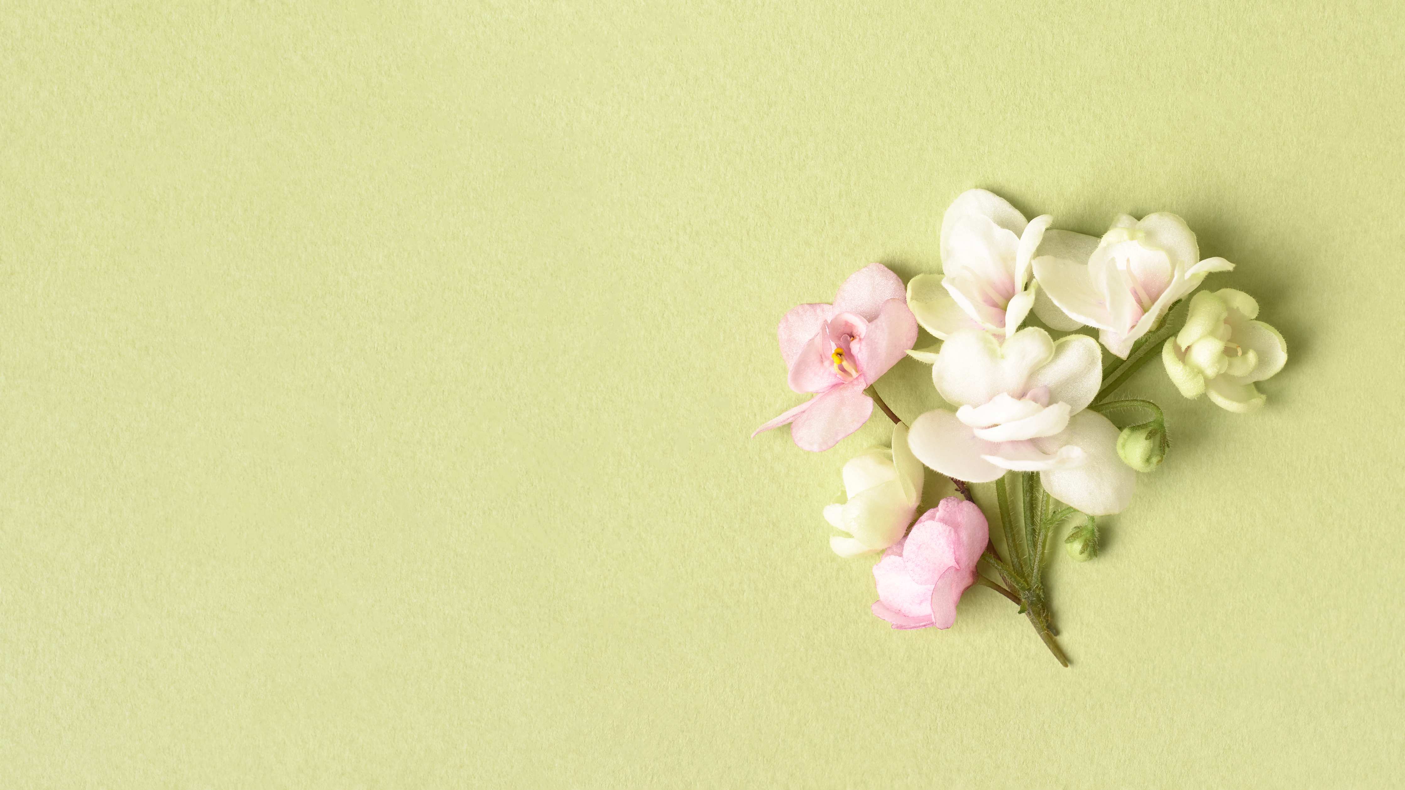 Wandverkleidung Bad-Sanfte Frühlingsblüten auf hellgrünem Hintergrund