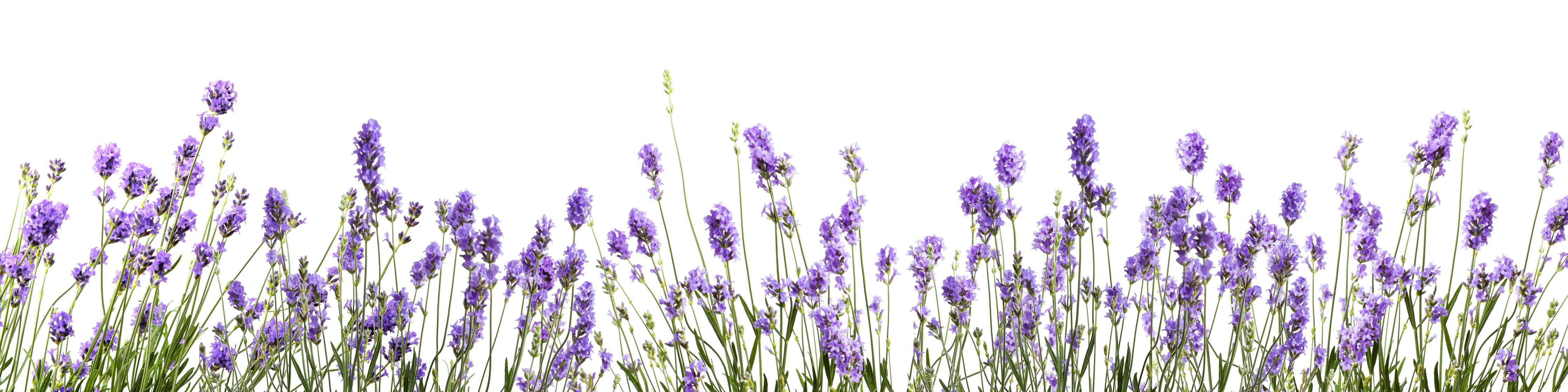 Wandverkleidung Bad-Sanfte Graunuancen in Lavendelblüten