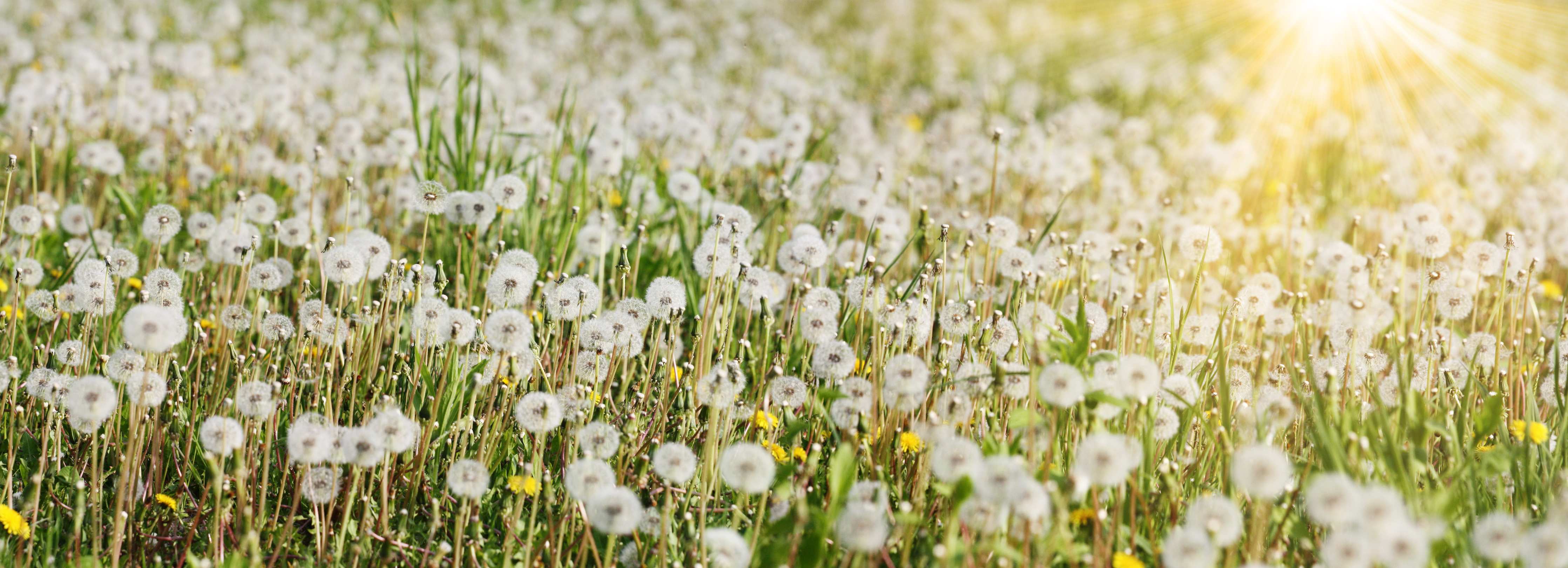 Wandverkleidung Bad-Sanfte Pusteblumenwiesen im Sonnenlicht