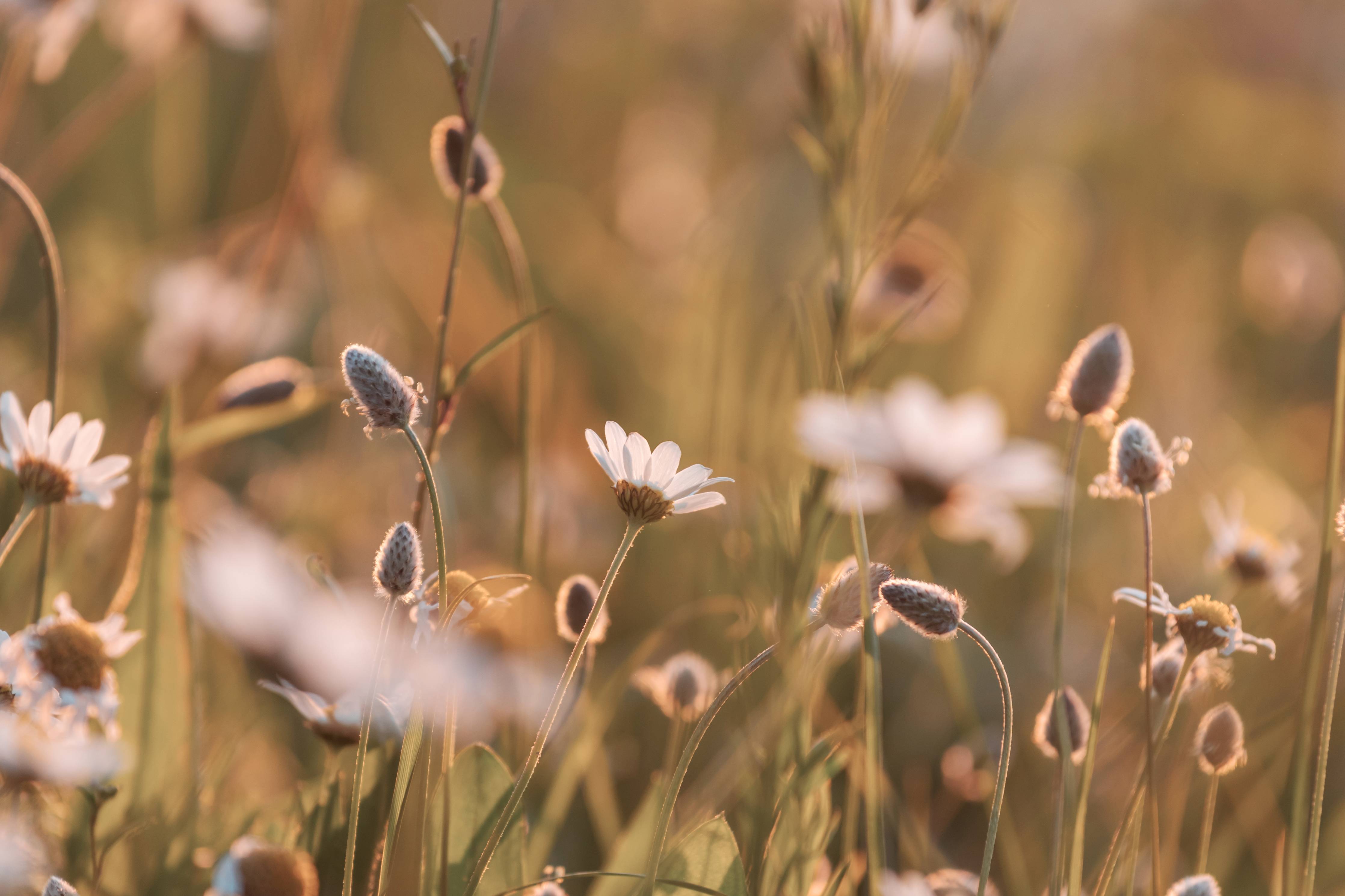 Wandverkleidung Bad-Sanfte Wildblumen im Sonnenlicht