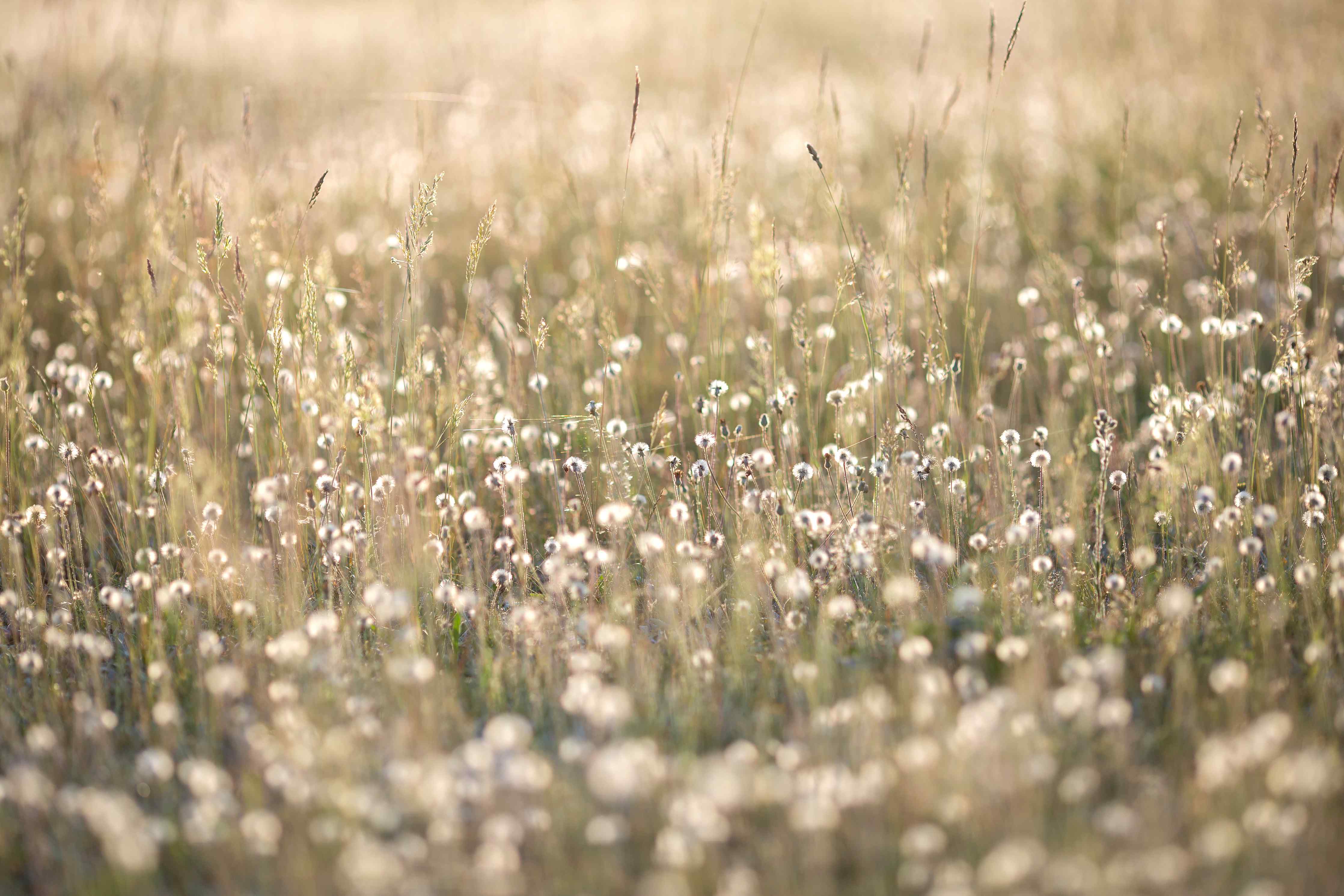 Wandverkleidung Bad-Sanfter Dandelion-Wiesenhimmel