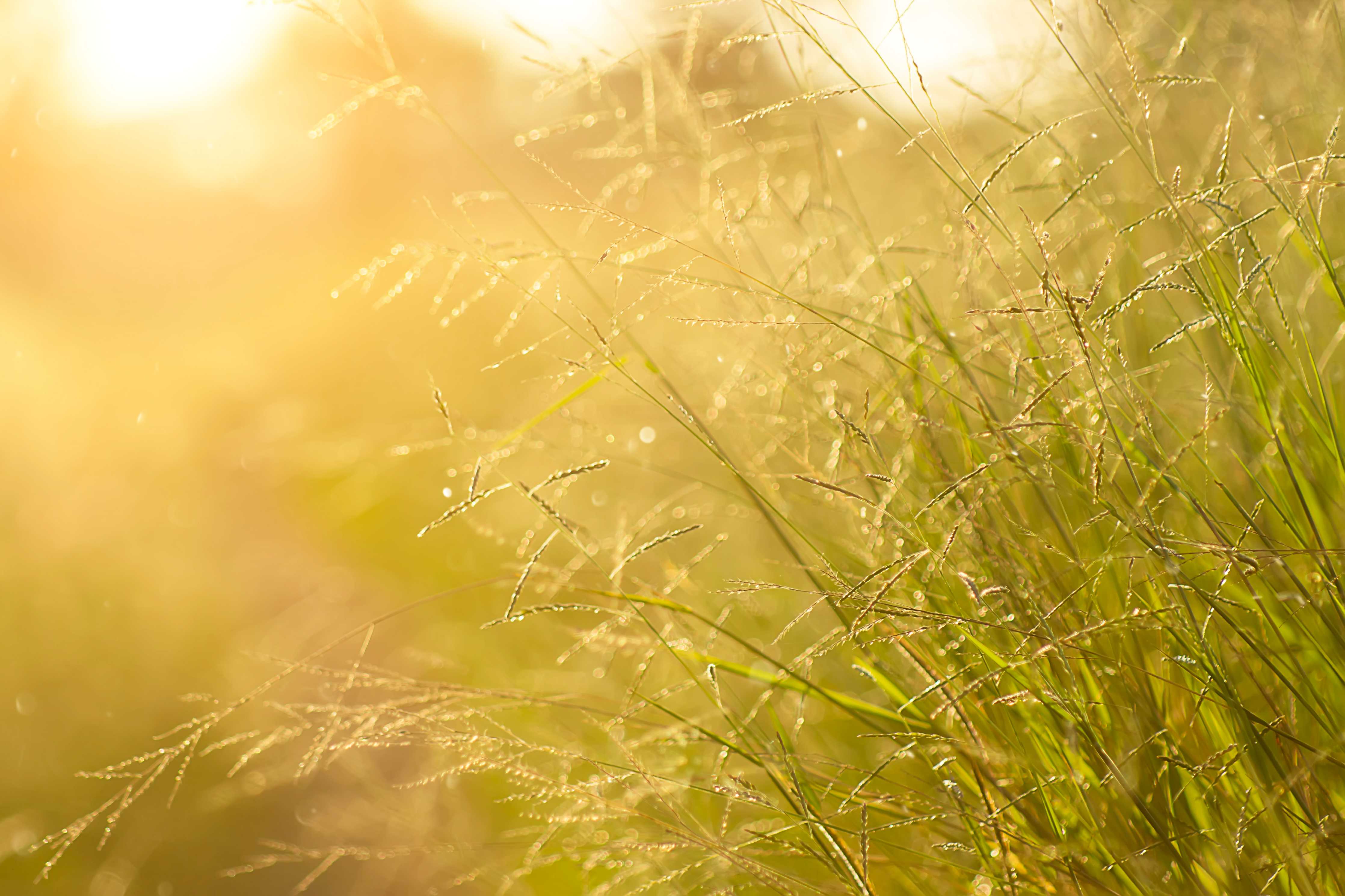 Wandverkleidung Bad-Sanftes Sonnenlicht auf Wiesengras