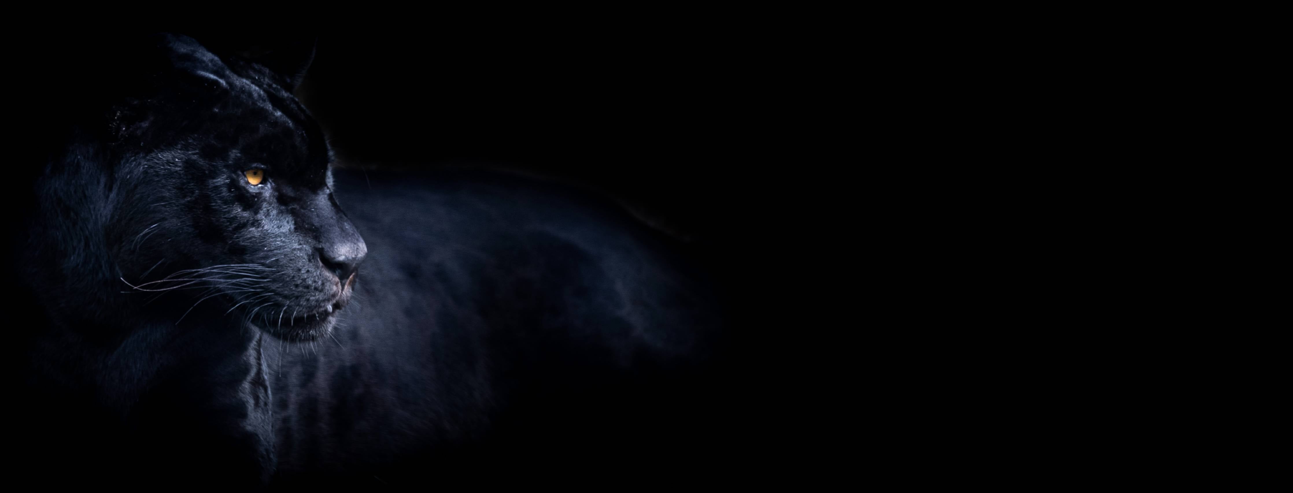 Wandverkleidung Bad-Schwarzen Panther mit schwarzem Hintergrund