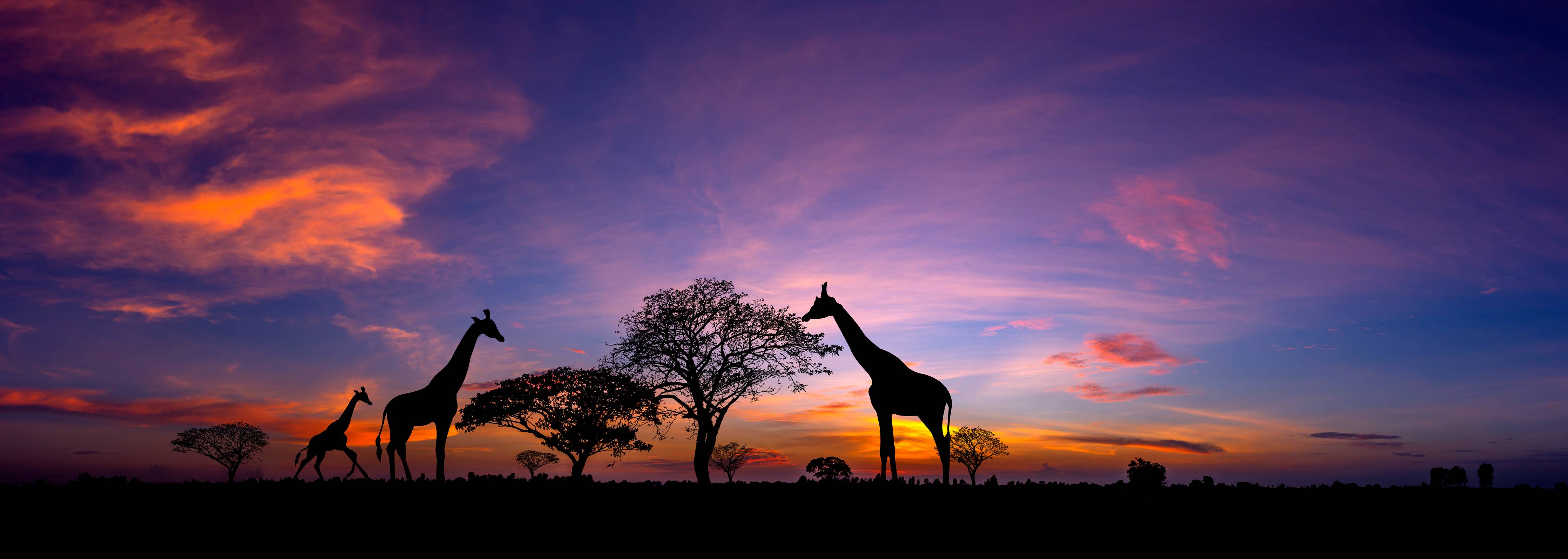 Wandverkleidung Bad-Silhouette - Giraffenfamilie bei Sonnenuntergang