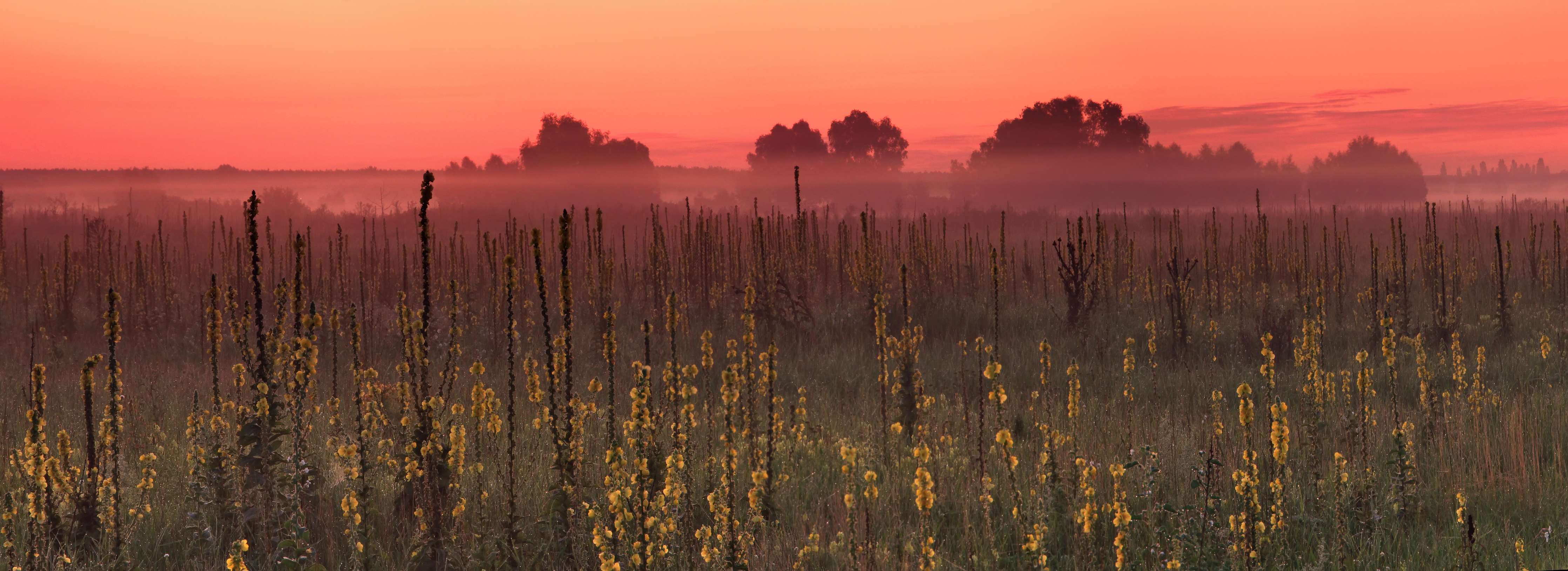 Wandverkleidung Bad-Sonnenaufgang über Feldern mit Blüten