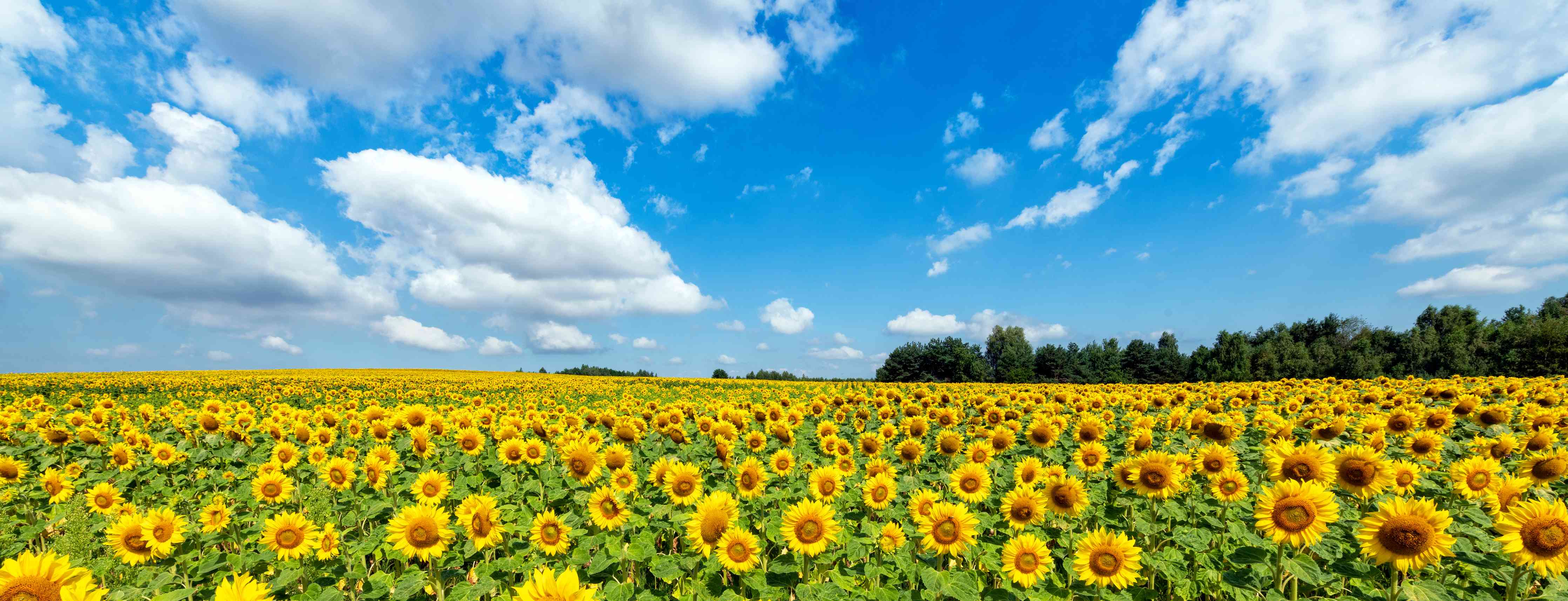 Wandverkleidung Bad-Sonnenblumenfeld unter blauem Himmel