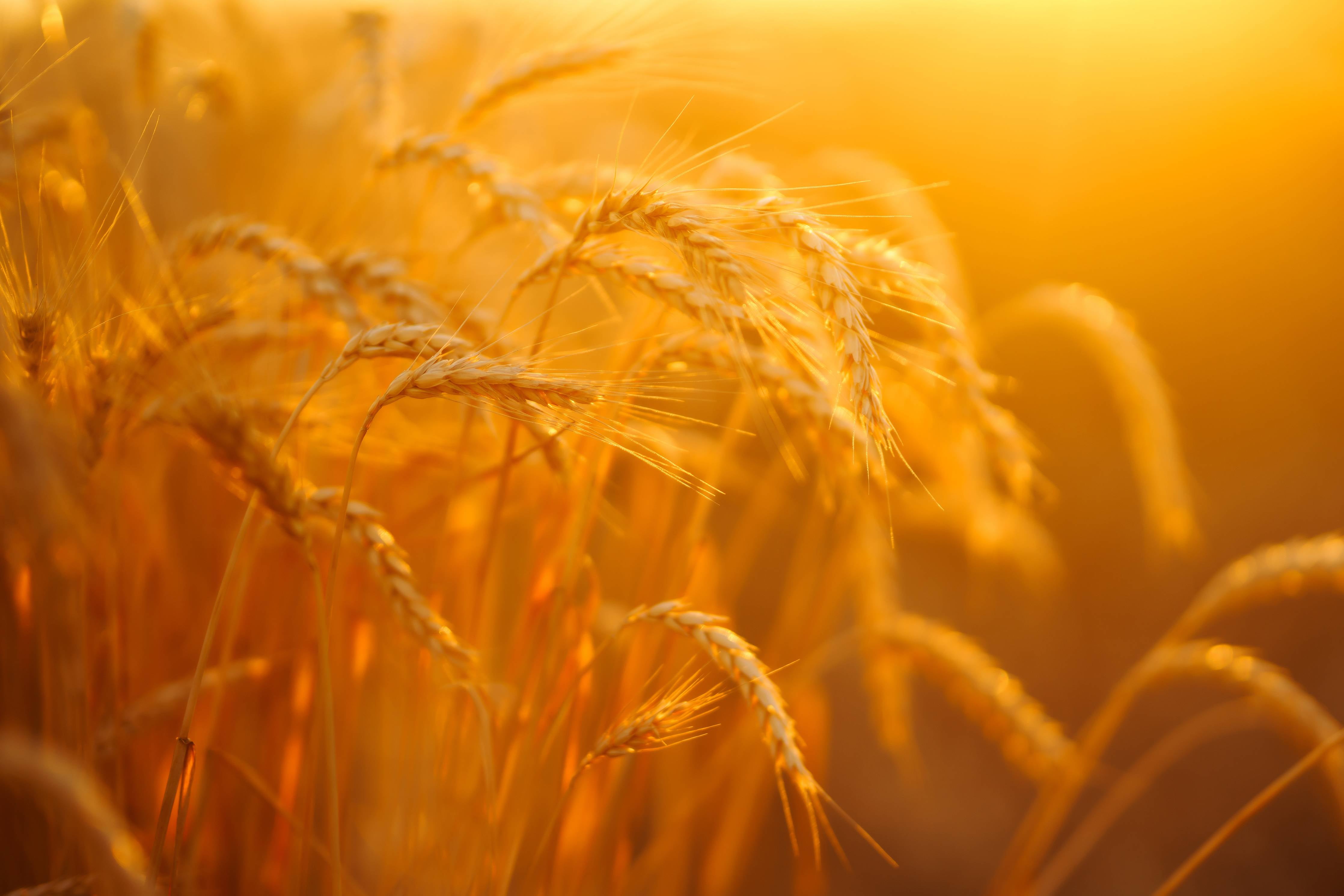 Wandverkleidung Bad-Sonnenlicht auf grauem Weizenfeld
