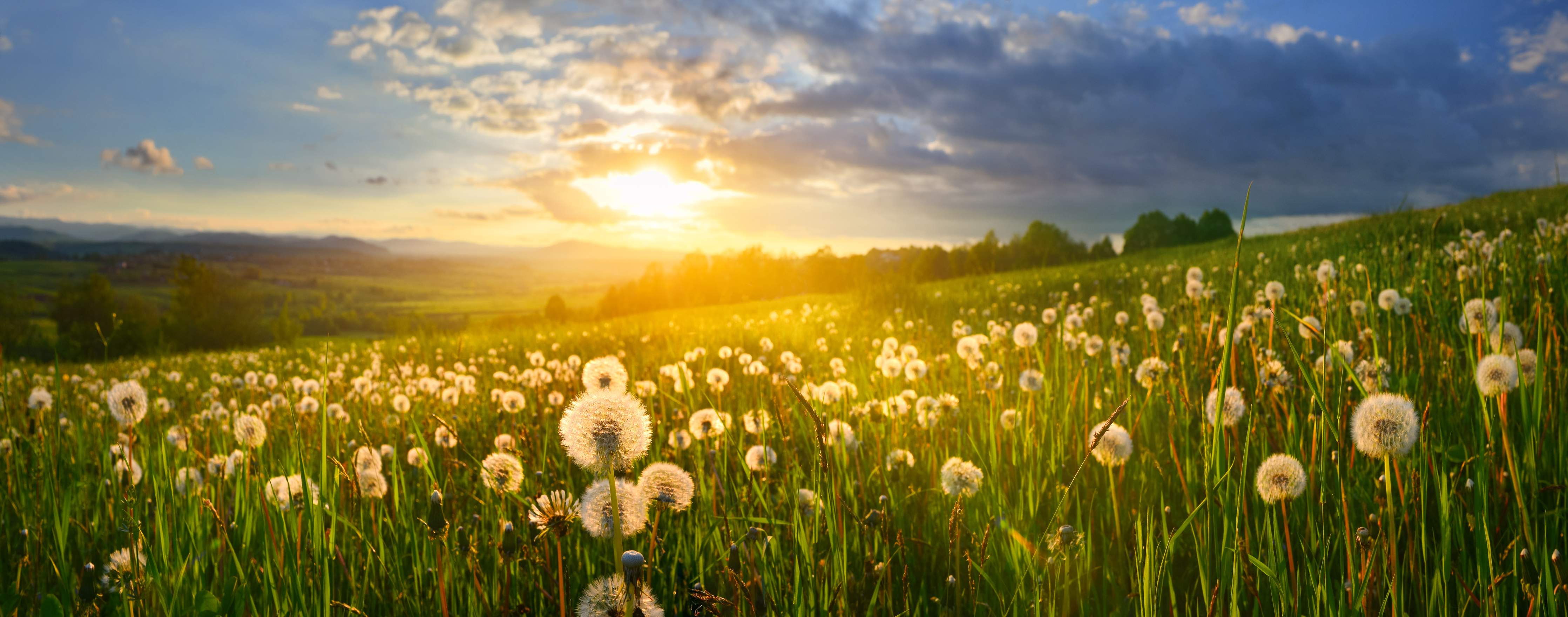 Wandverkleidung Bad-Sonnenuntergang über Löwenzahnwiese
