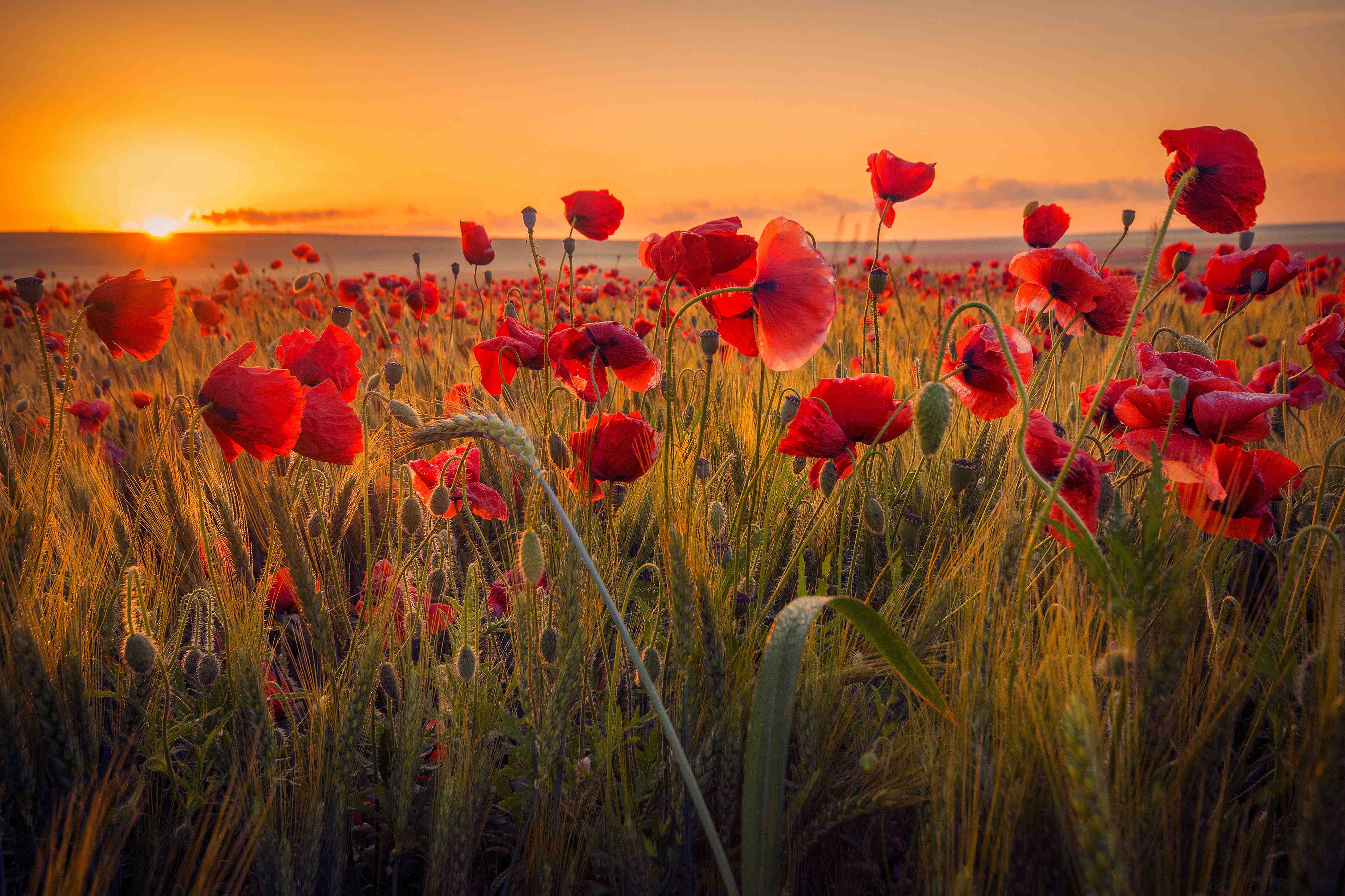 Wandverkleidung Bad-Sonnenuntergang über einem Mohnblumenfeld