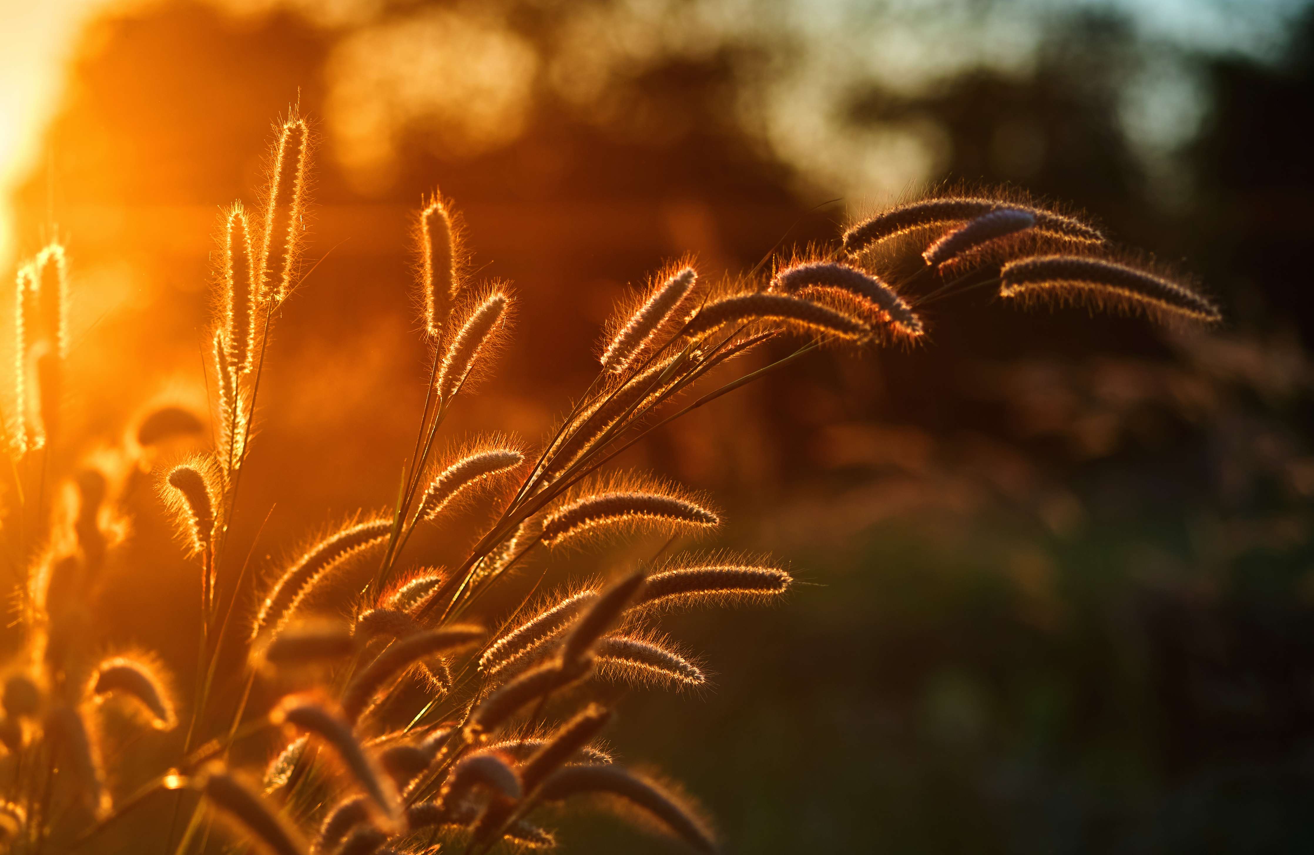Wandverkleidung Bad-Sonnenuntergang über einer Wiese mit Gräsern