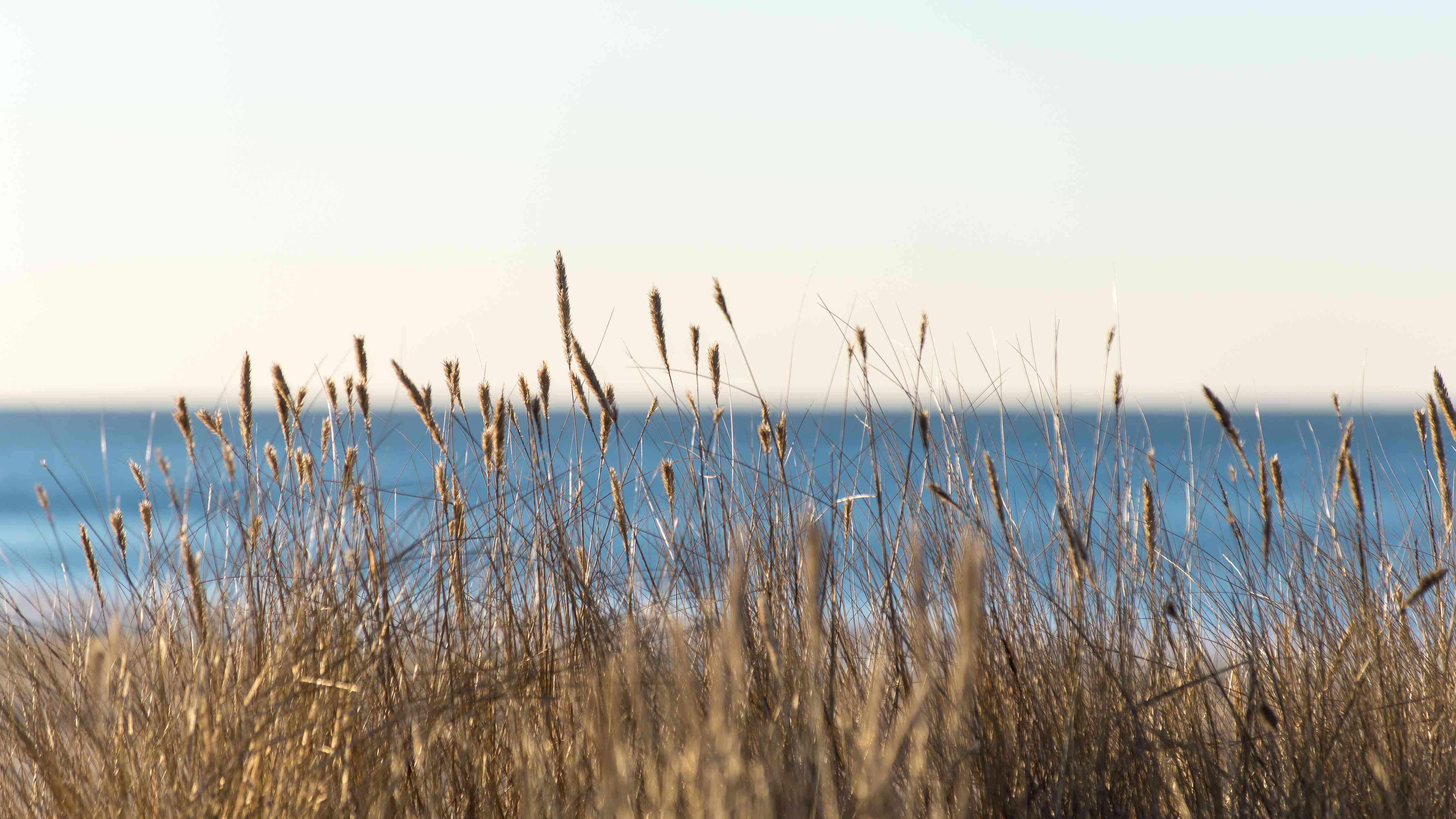 Wandverkleidung Bad-Strand mit trockenen Gräsern und Meerblick