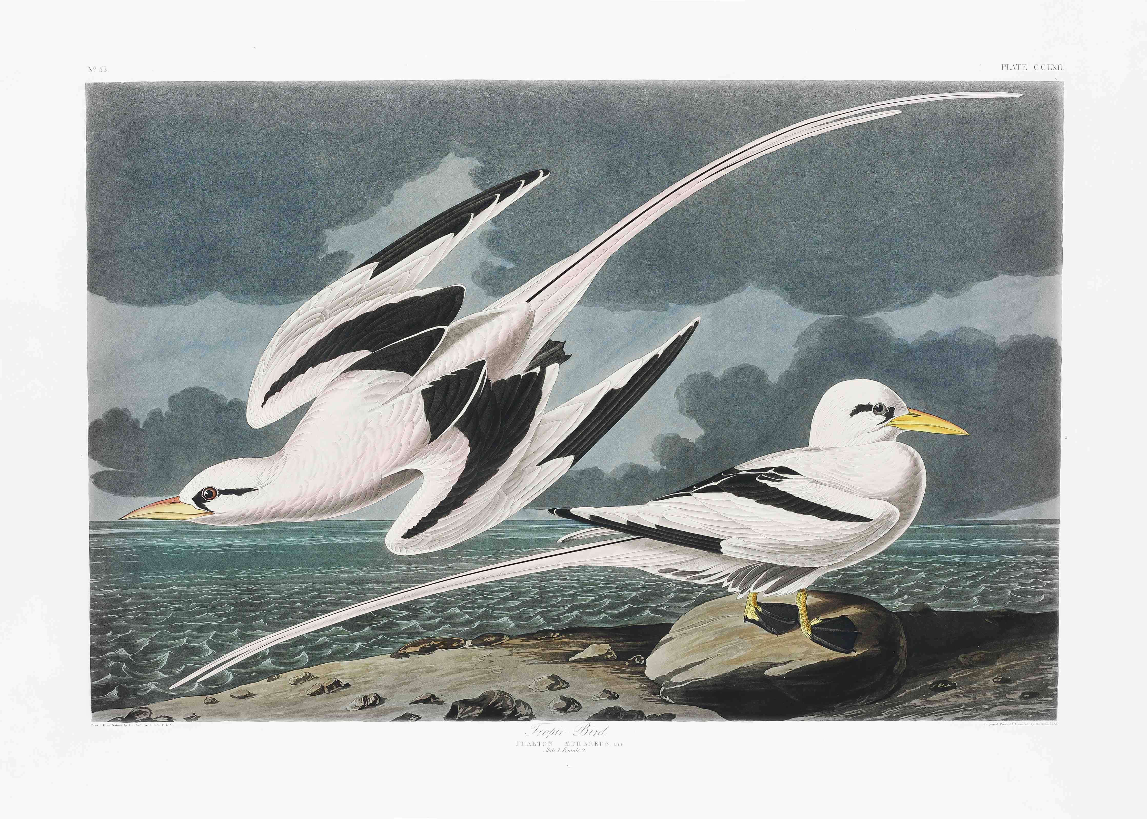 Wandverkleidung Bad-Tropische Vögel - John James Audubon
