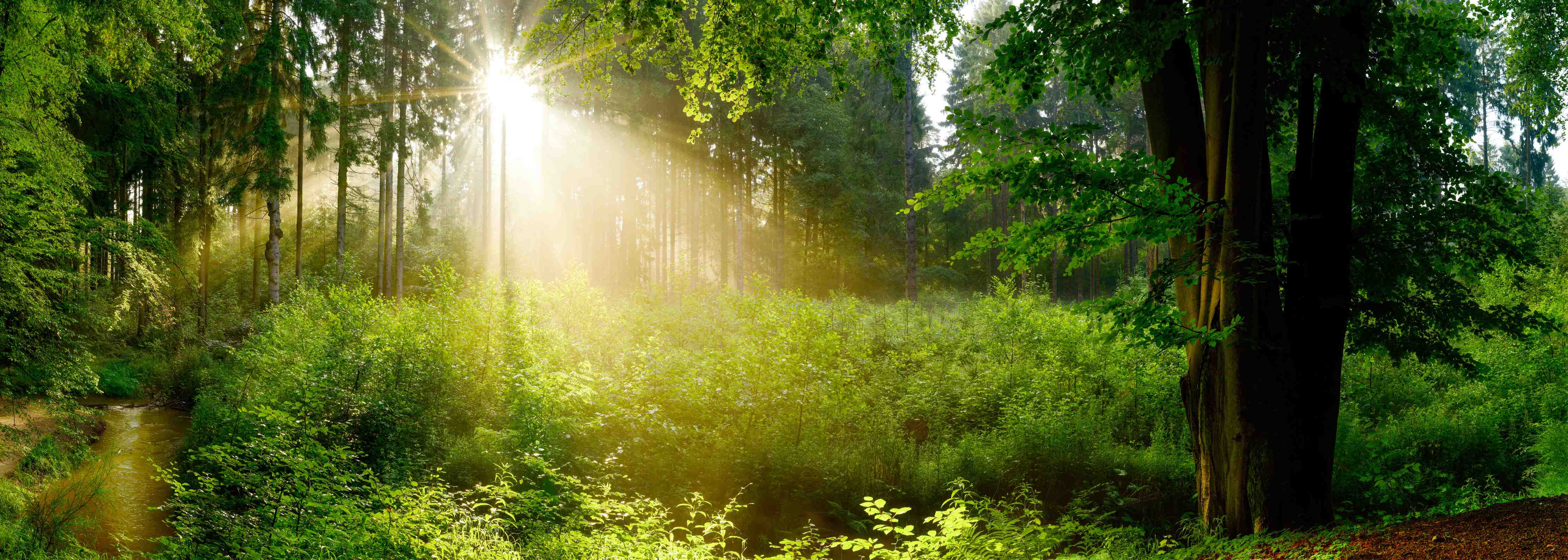 Wandverkleidung Bad-Wald bei Sonnenlicht mit grünen Bäumen
