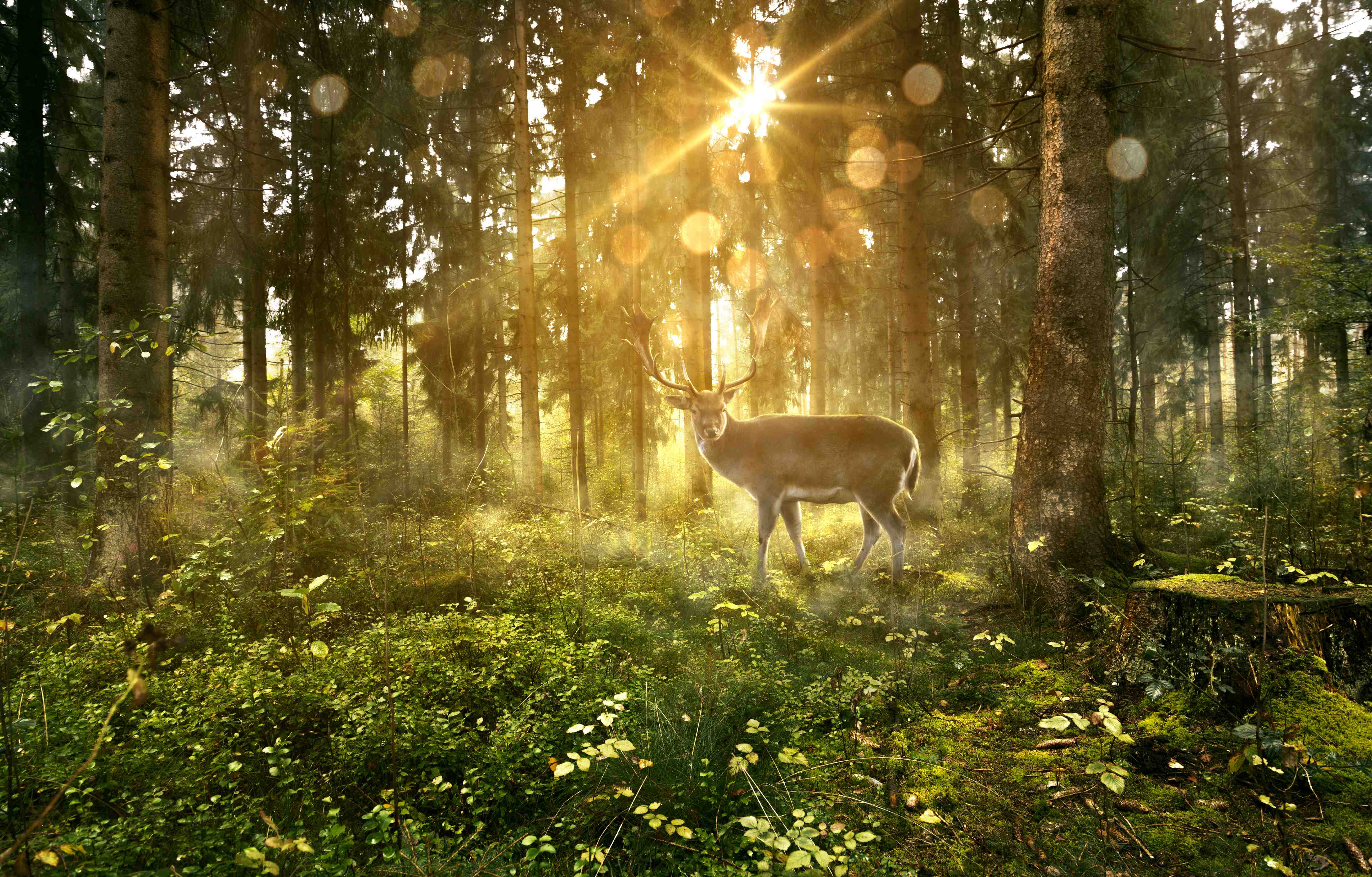 Wandverkleidung Bad-Waldlandschaft mit scheuem Hirsch im Sonnenlicht
