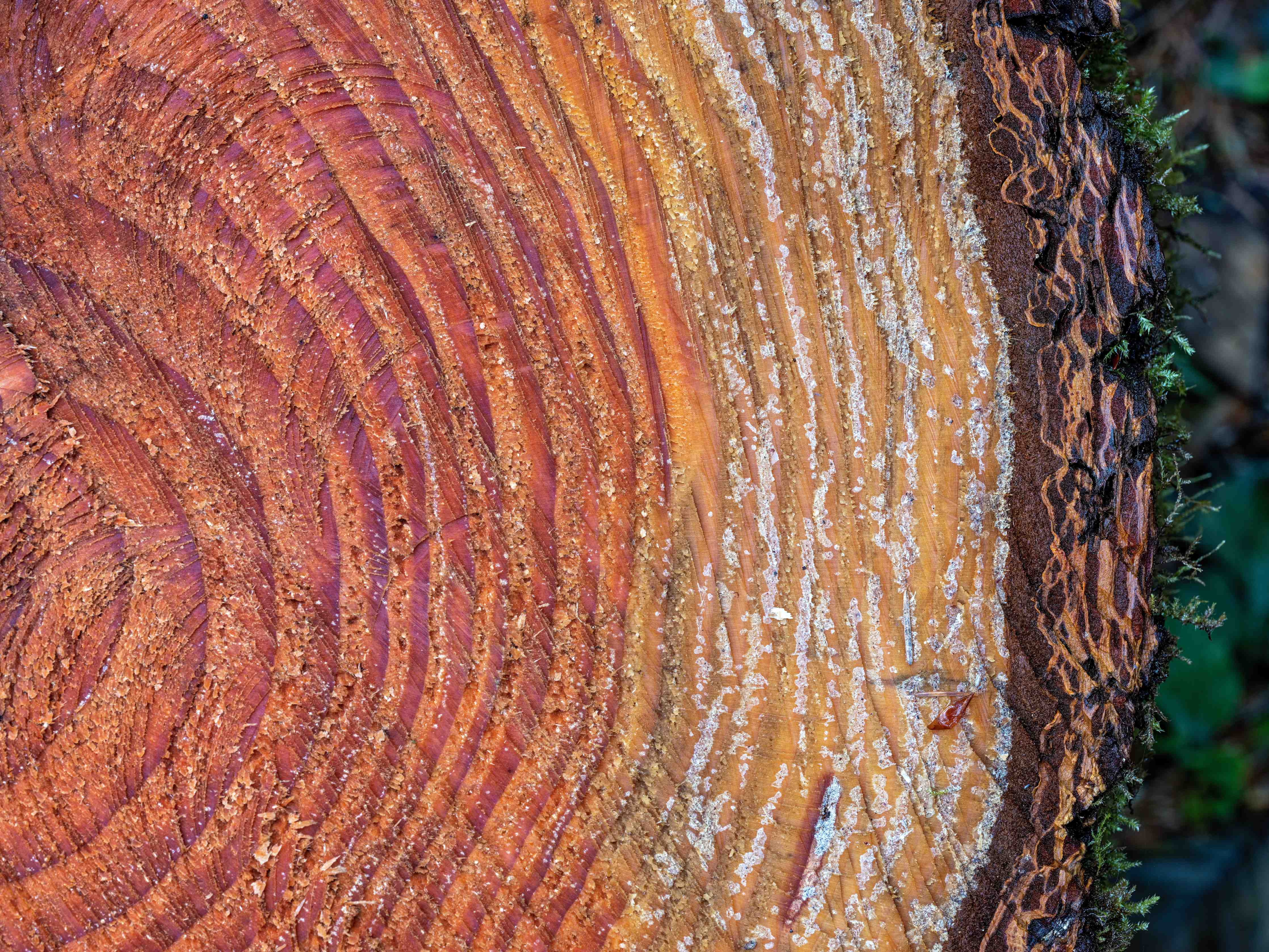 Wandverkleidung Bad-Warme Holzmaserung mit natürlichen Farben