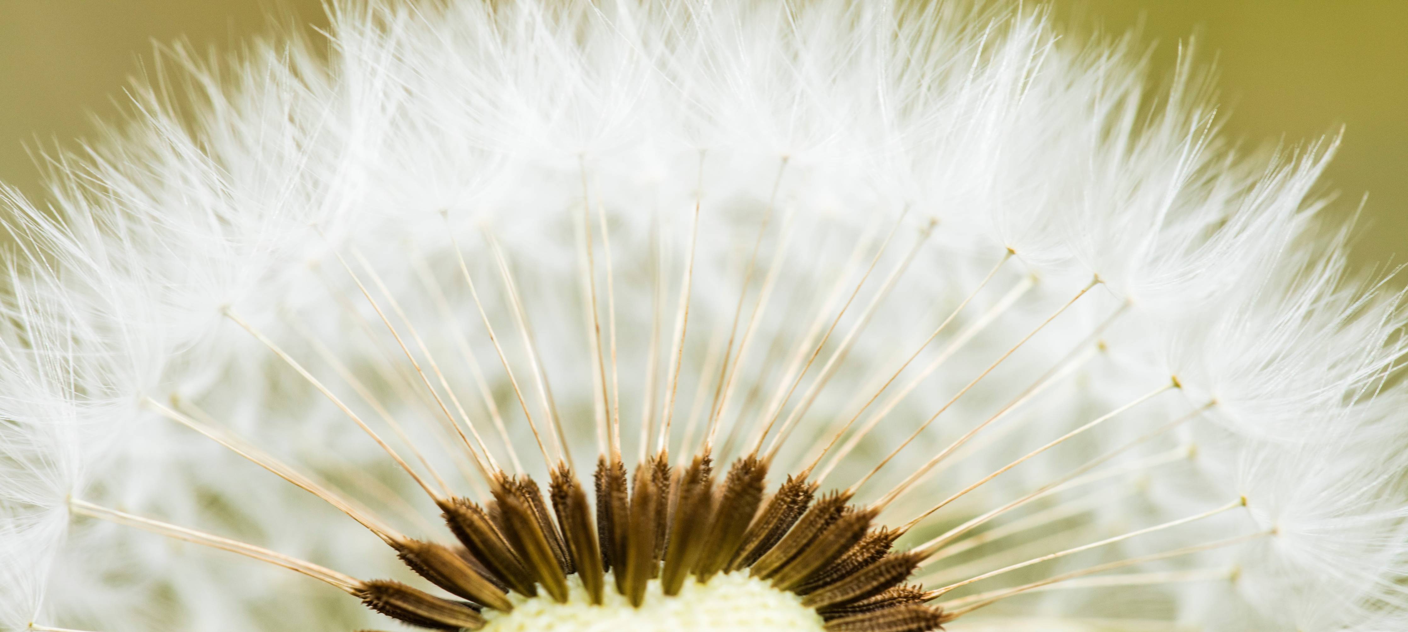Wandverkleidung Bad-Weiße Pusteblume mit zarten Flügeln