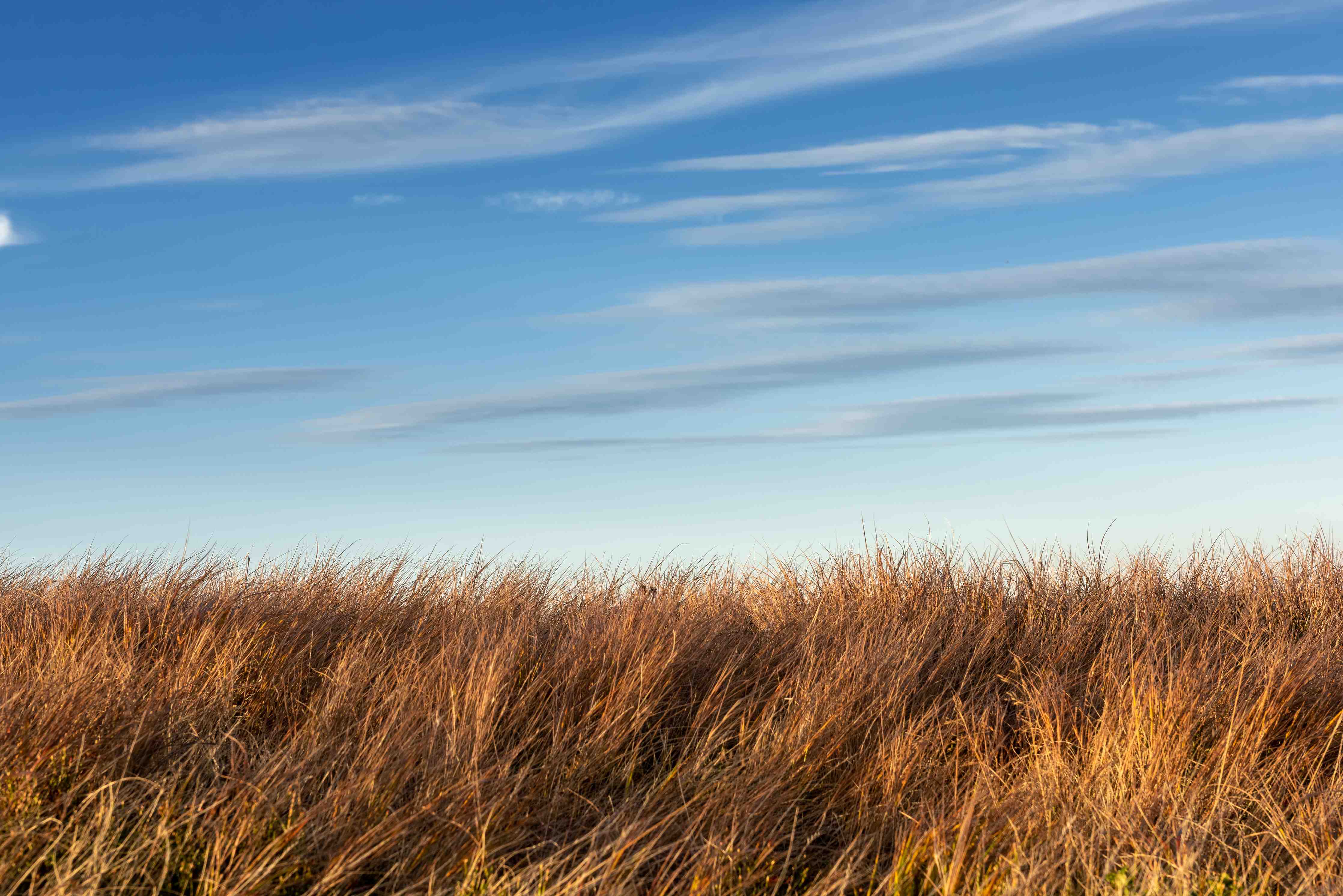 Wandverkleidung Bad-Weite Graslandschaft bei Sonnenuntergang