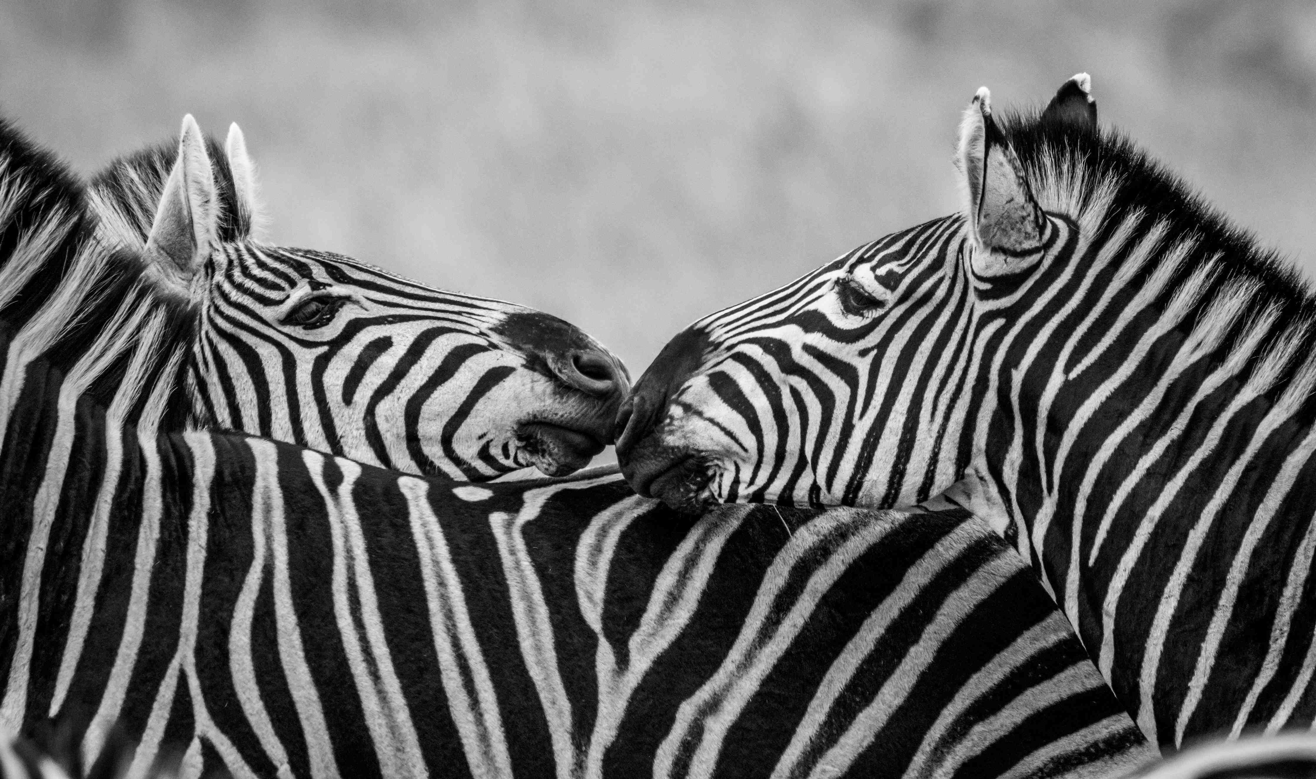 Wandverkleidung Bad-Zebras - Schwarz-weiß