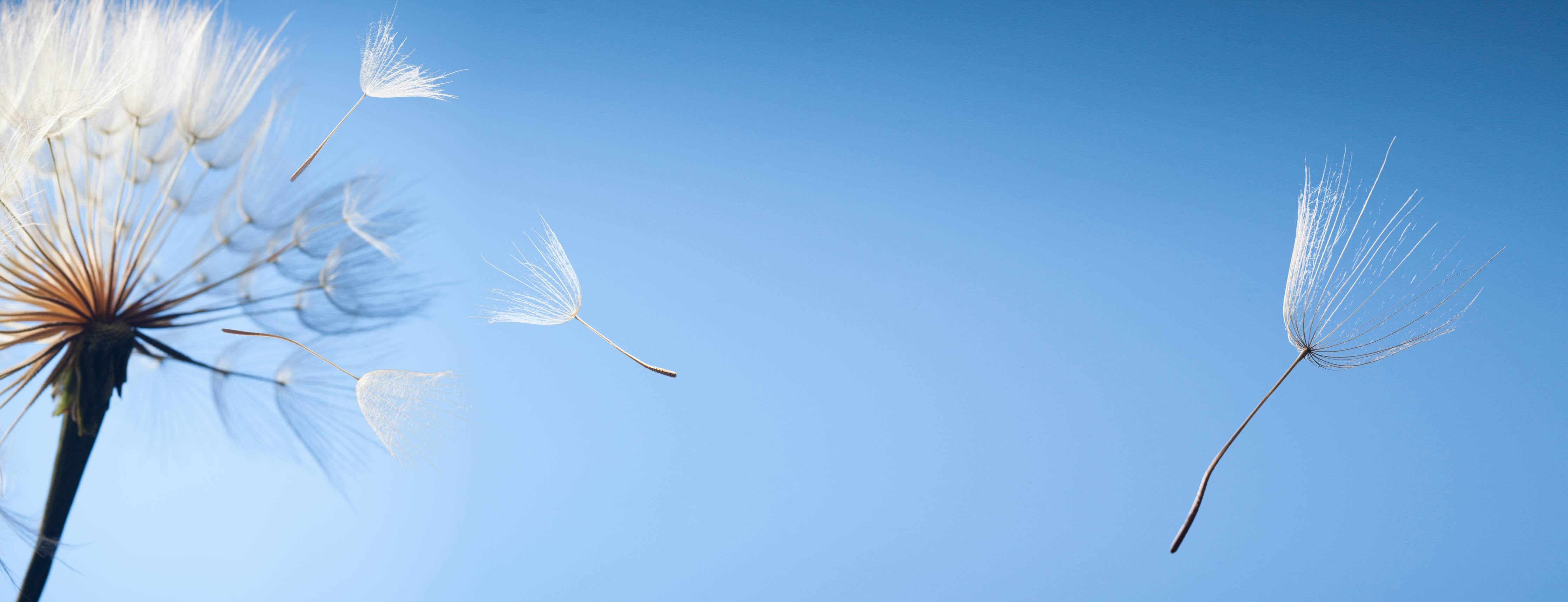 Wandverkleidung Bad-fliegende Löwenzahnsamen im Wind
