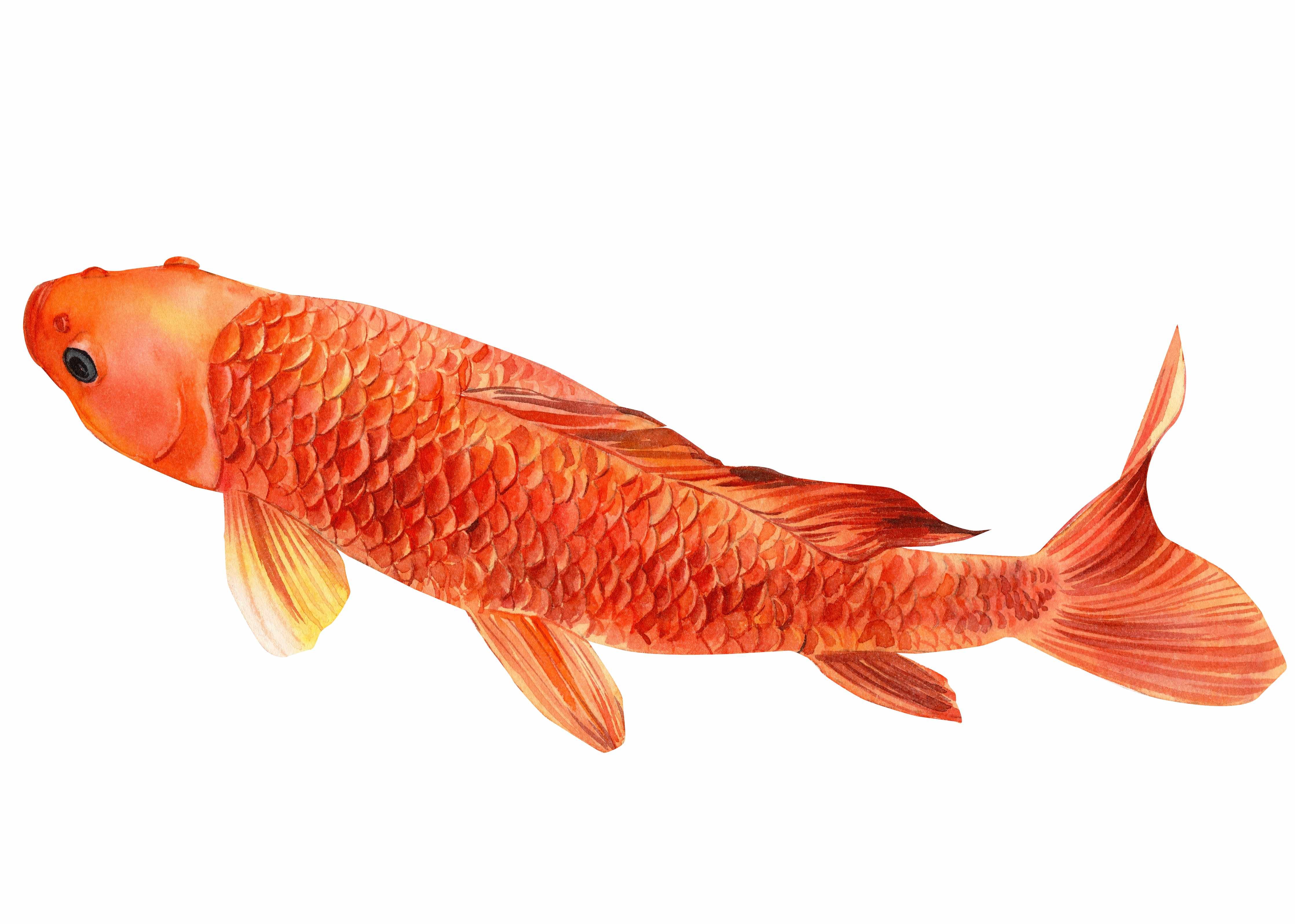Wandverkleidung Bad-orangefarbener Koi