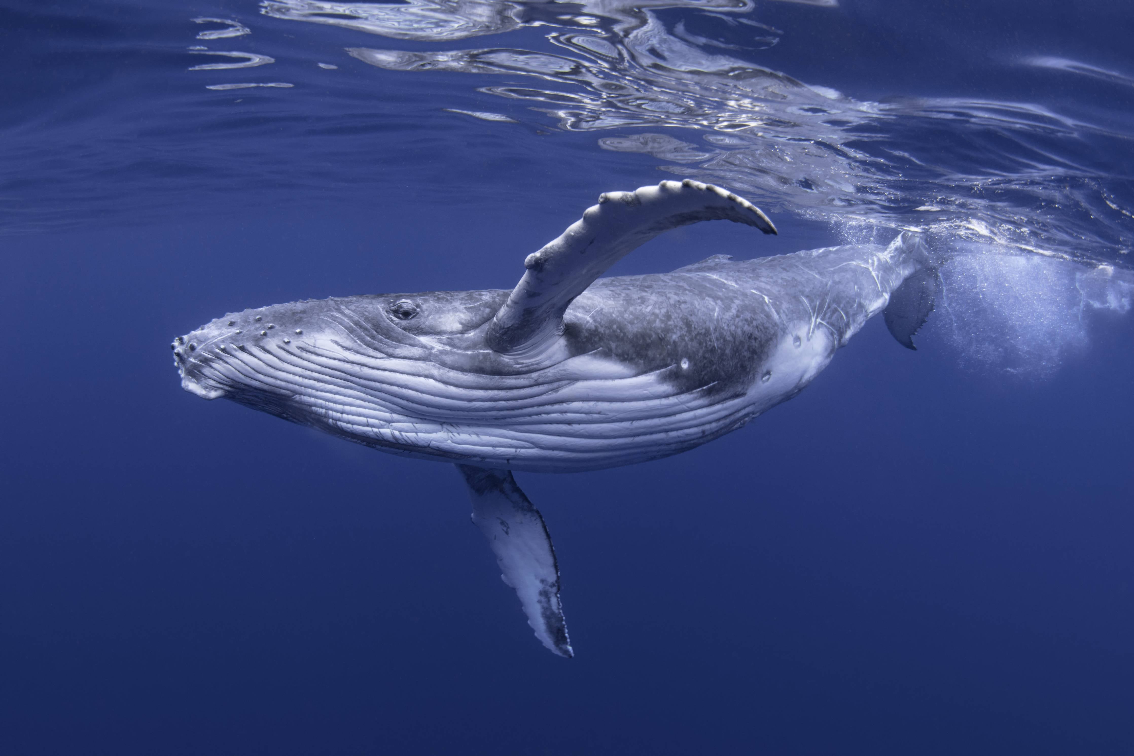 Wandverkleidung Flur-Baby-Buckelwal-Kalb im blauen Wasser
