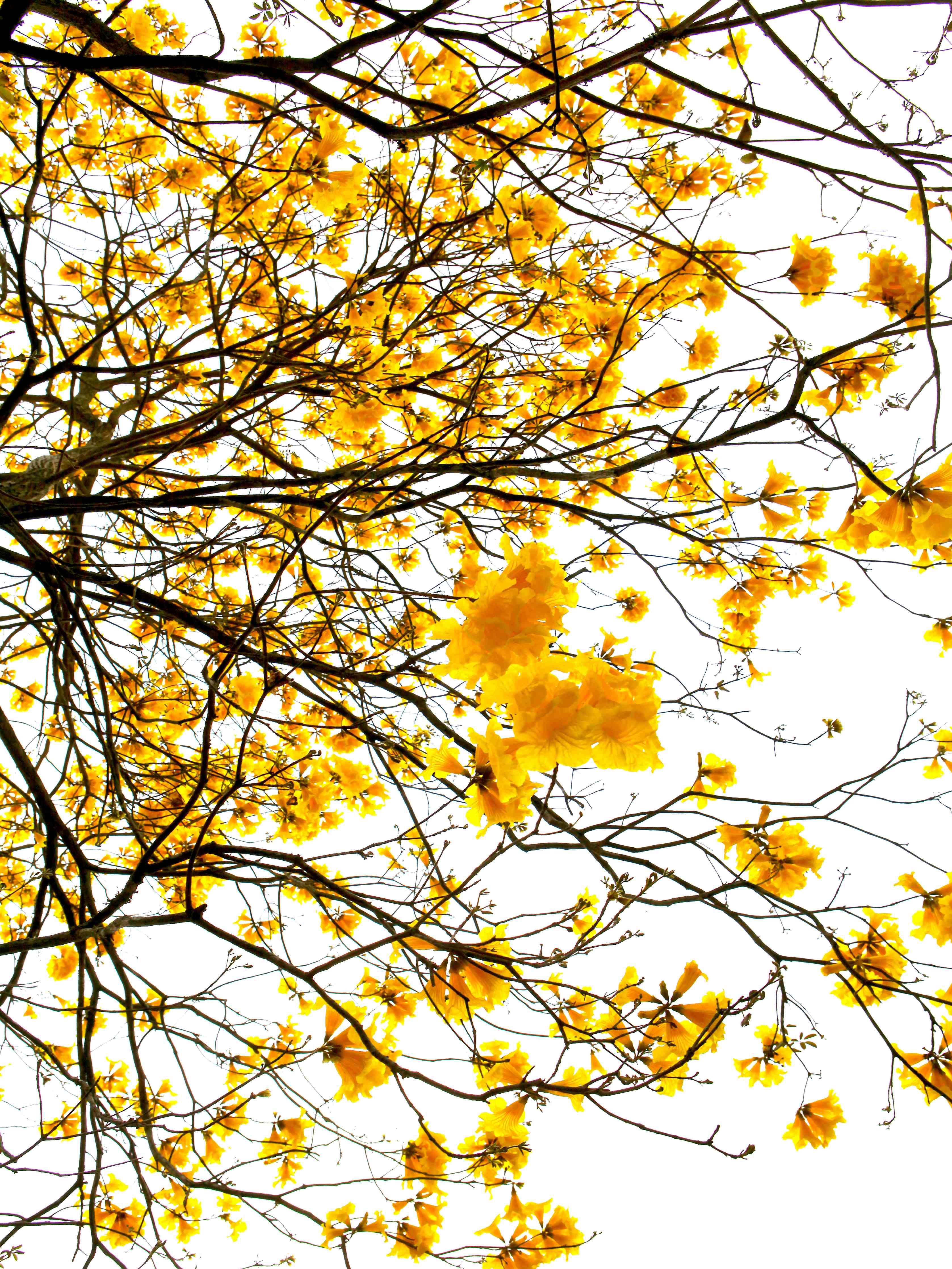 Wandverkleidung Flur-Blühender Baum im Sonnenlicht