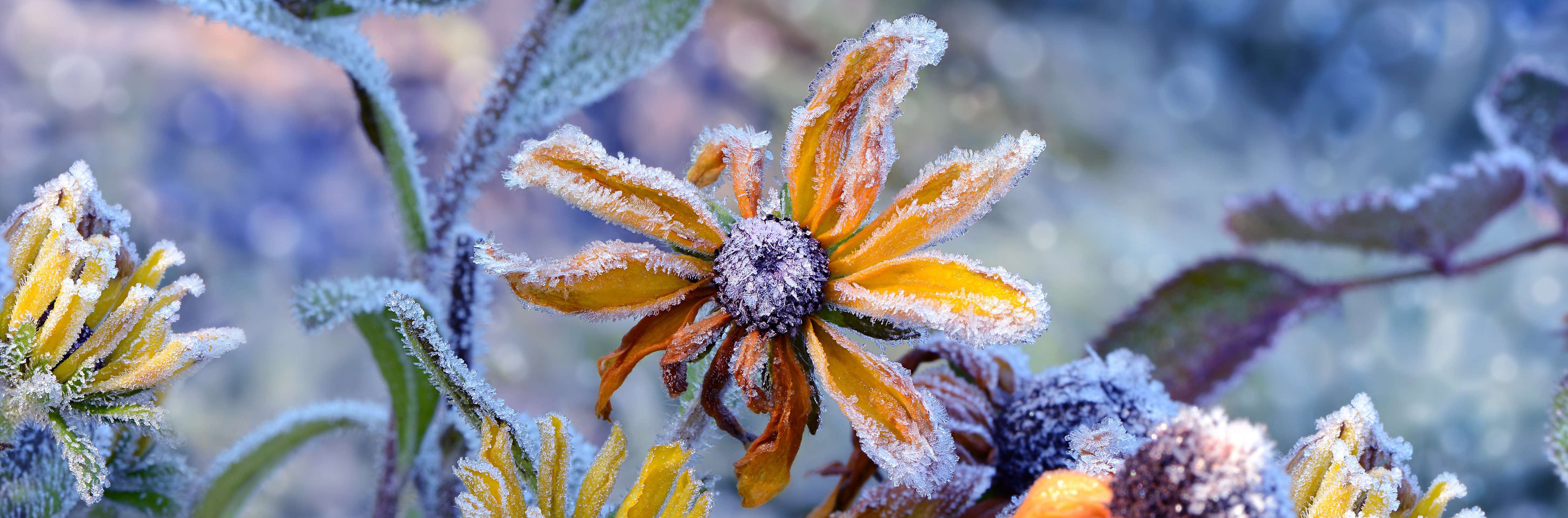Wandverkleidung Flur-Frostige Blumen im Winter