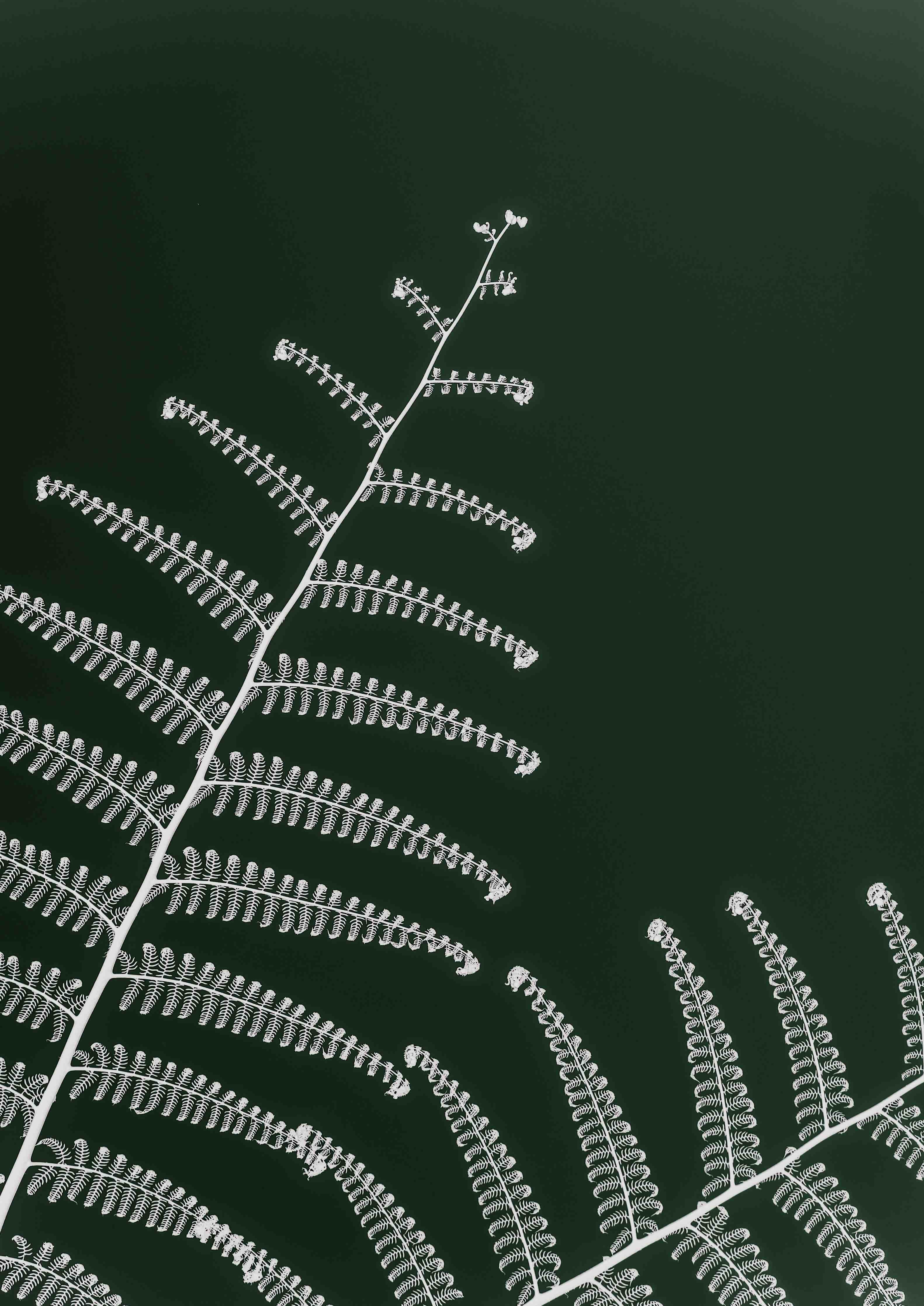 Wandverkleidung Flur-Graue Farnblätter vor zartem Grün