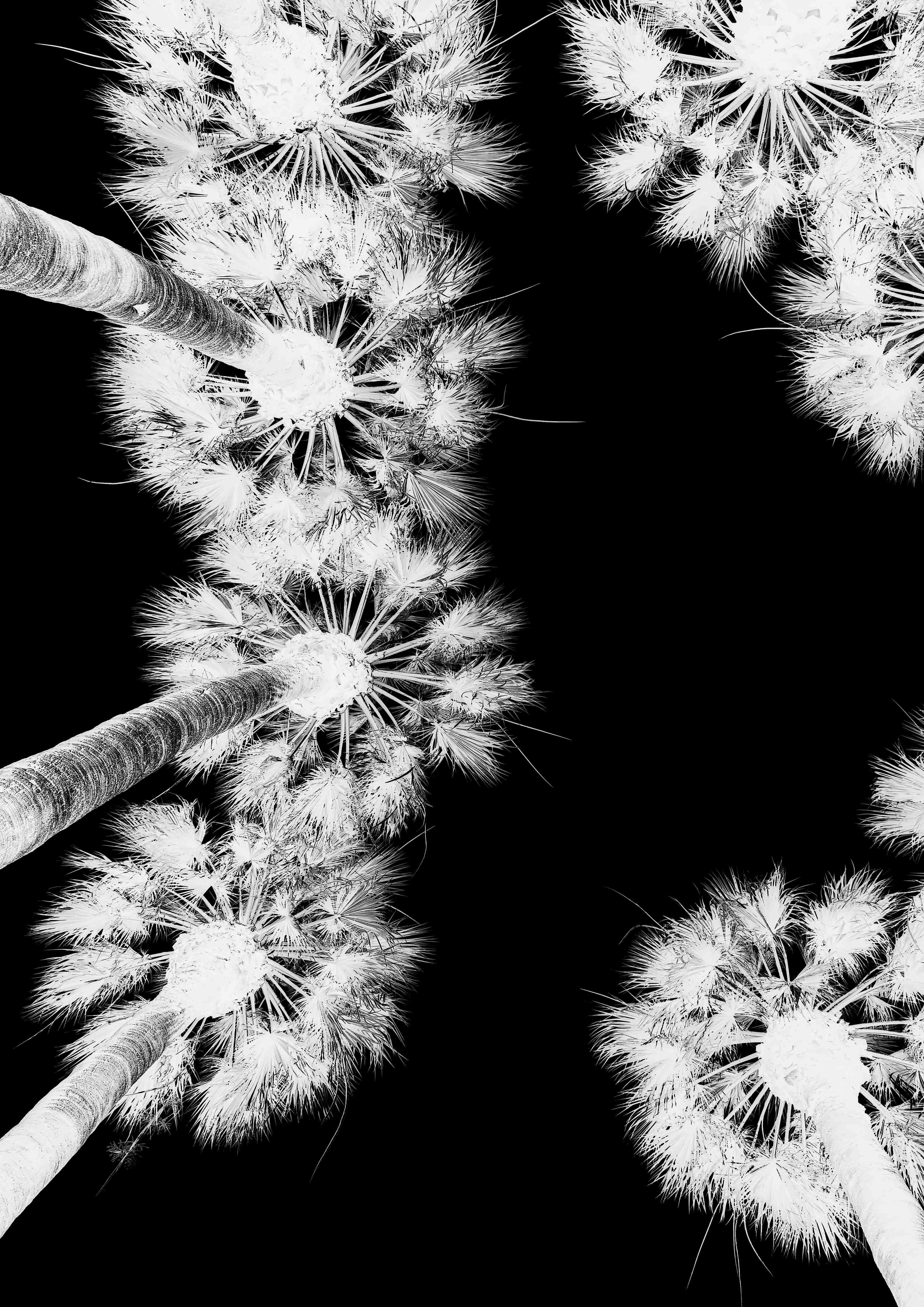 Wandverkleidung Flur-Graue Pusteblumen im Schatten