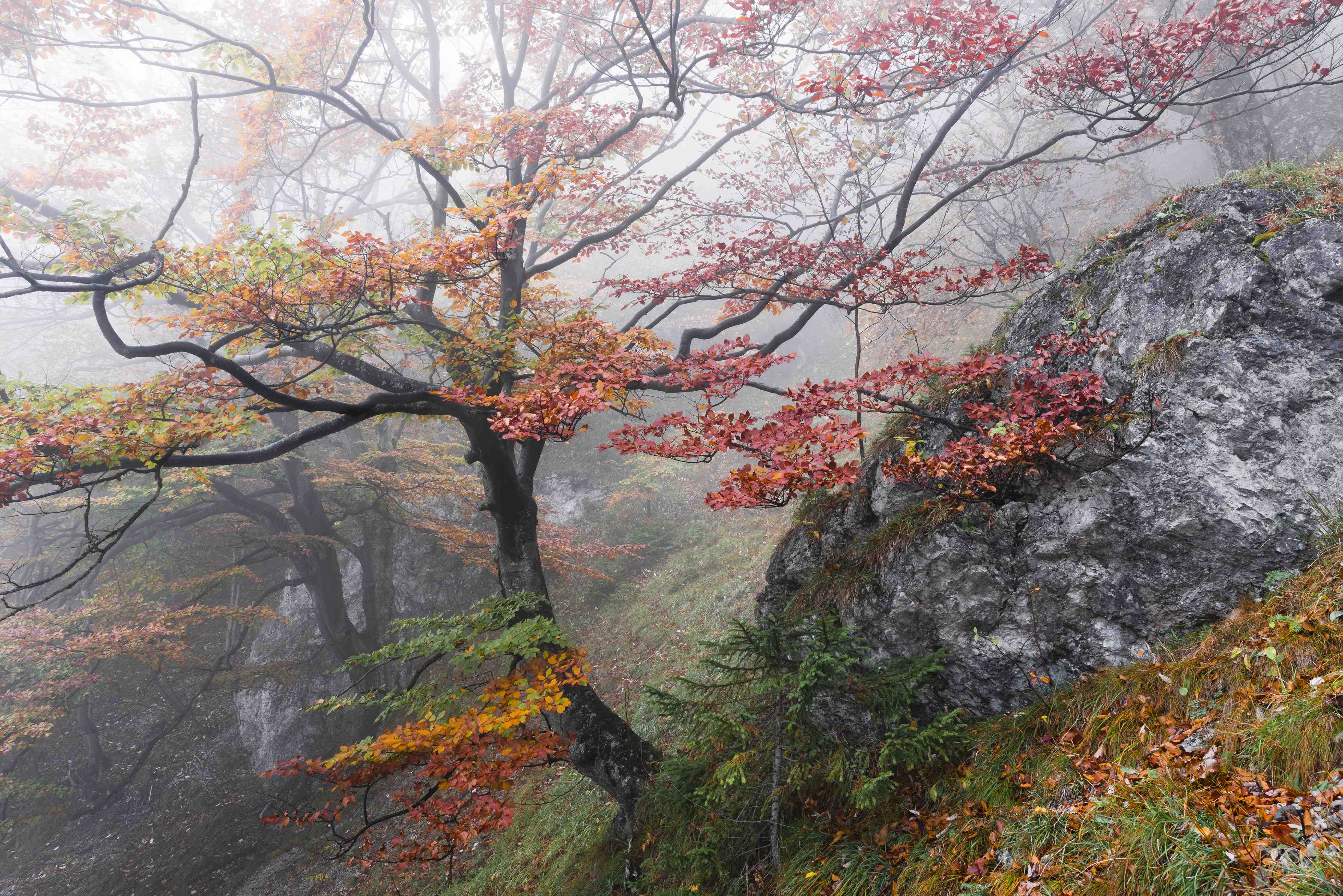 Wandverkleidung Flur-Herbstliche Baumlandschaft im Nebel