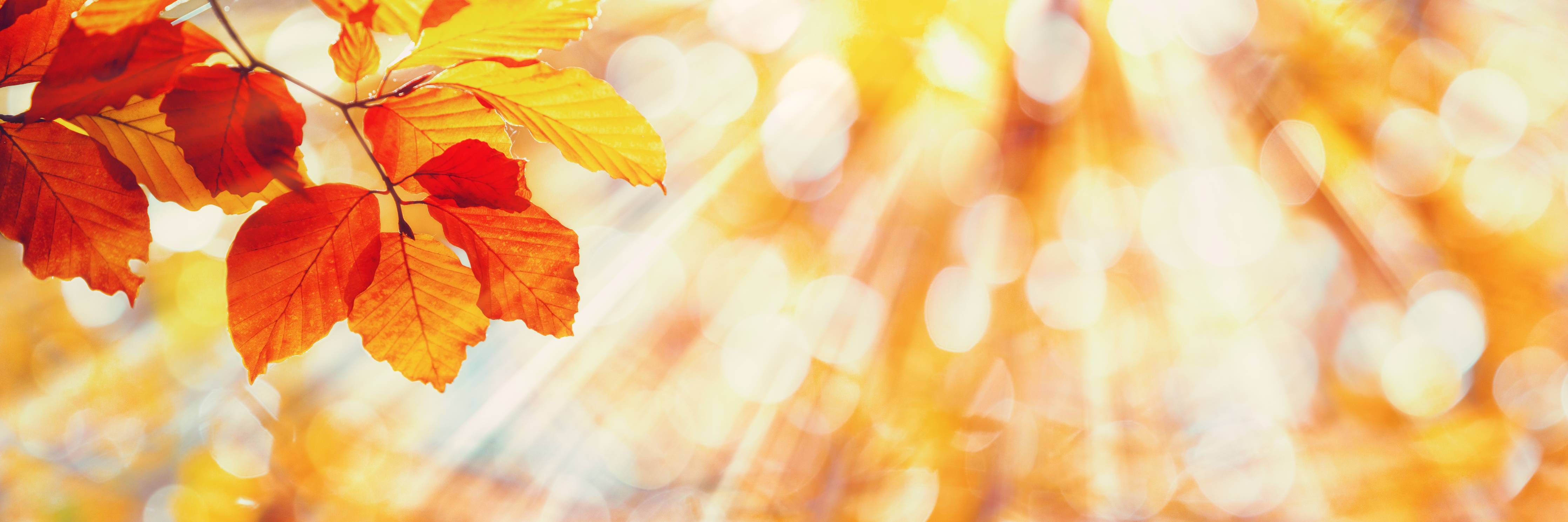 Wandverkleidung Flur-Herbstliche Blätter mit Sonnenstrahlen