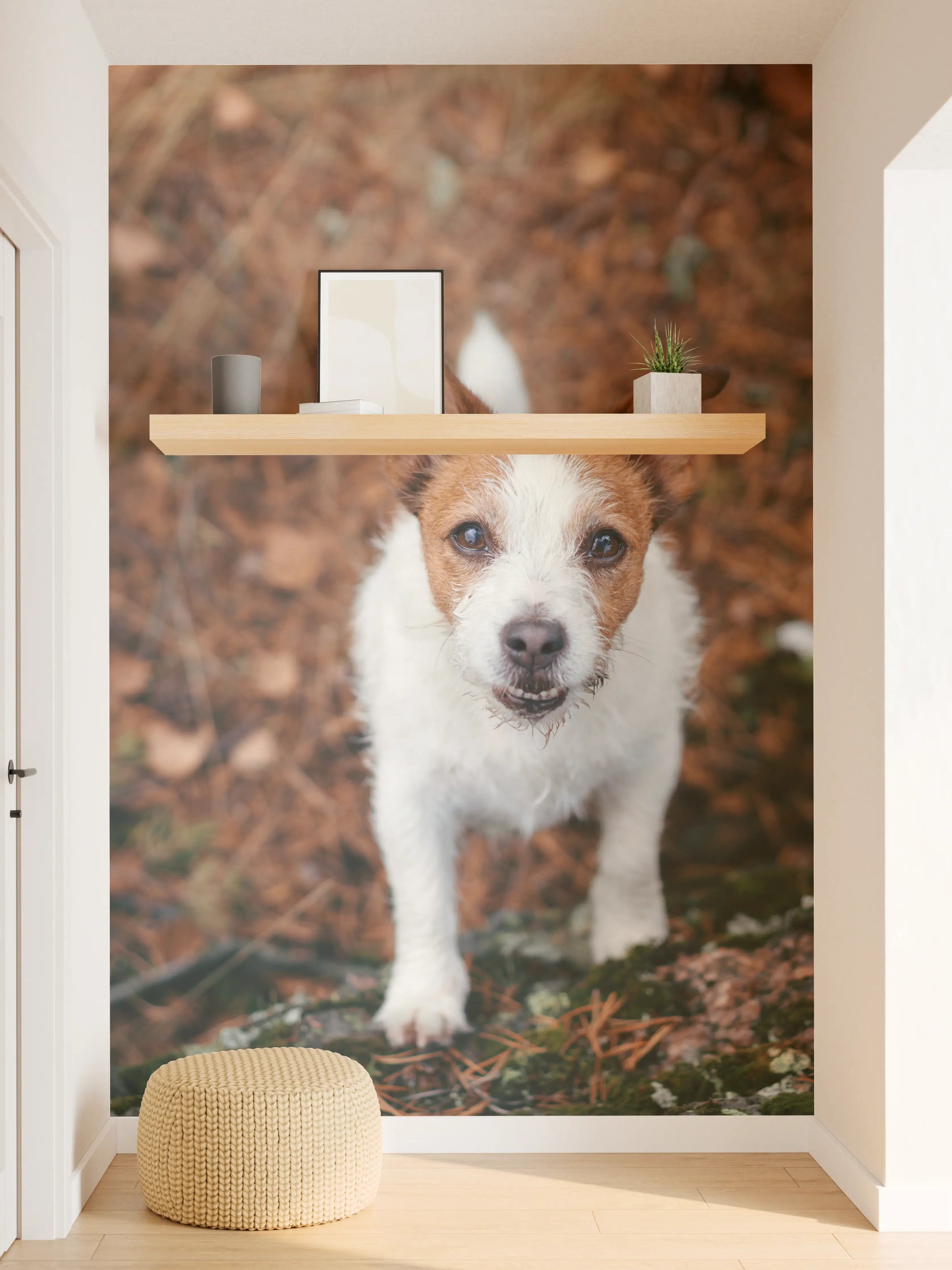 Wandverkleidung Flur - Jack Russell im herbstlichen Park