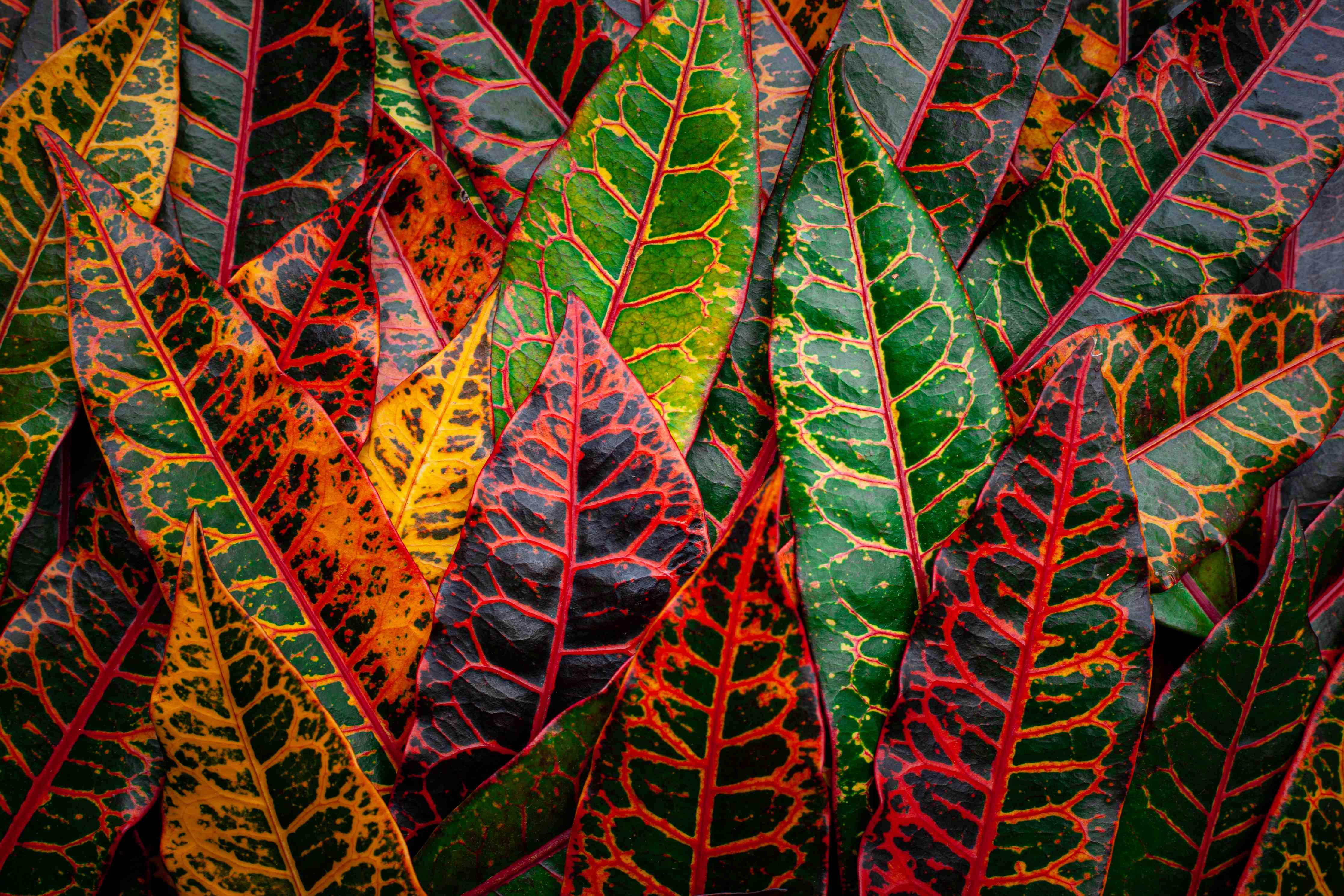 Wandverkleidung Flur-Lebendige Croton-Pflanzen in satten Farben