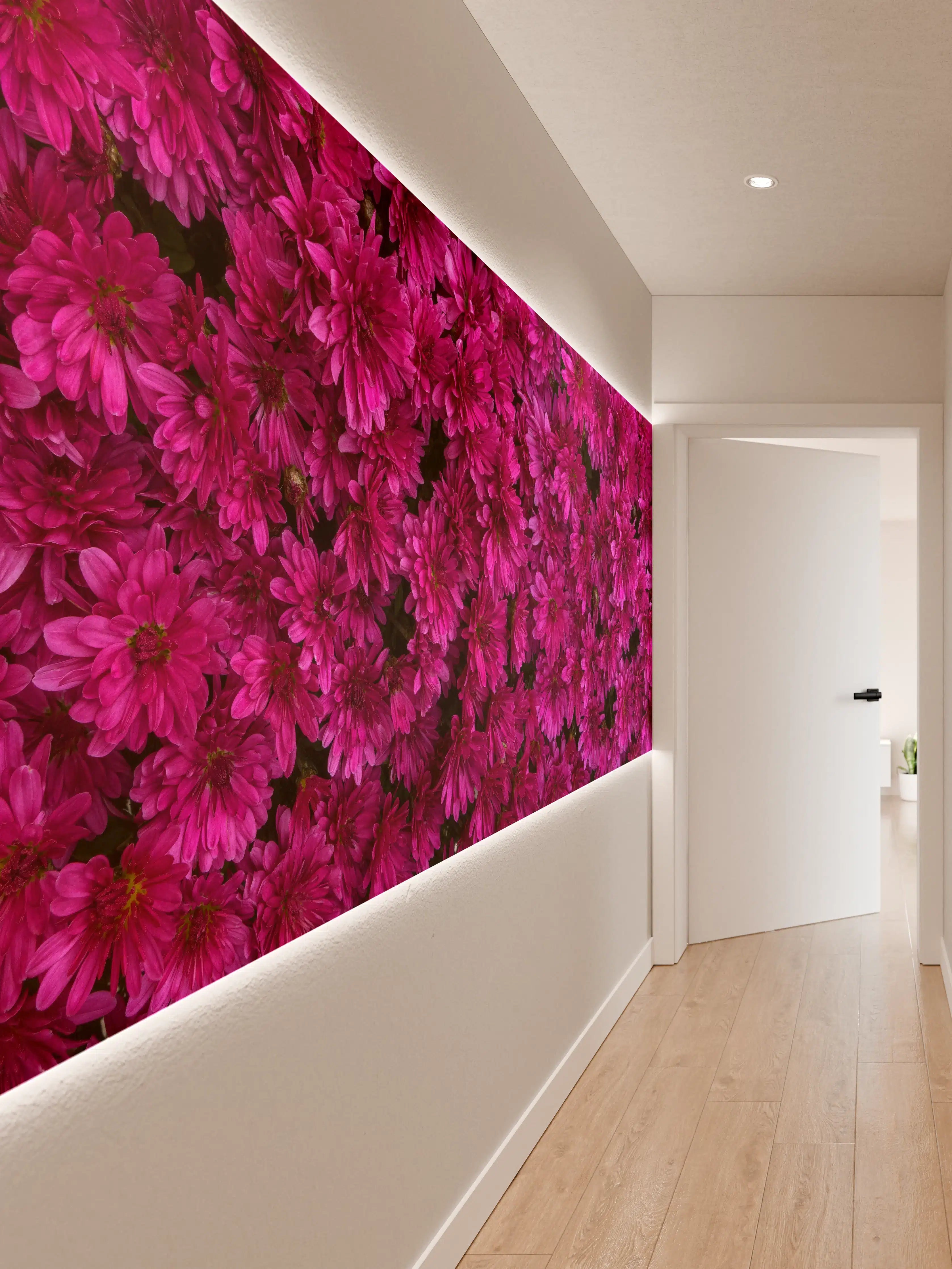 Wandverkleidung Flur - Magenta Blüten von Chrysanthemen