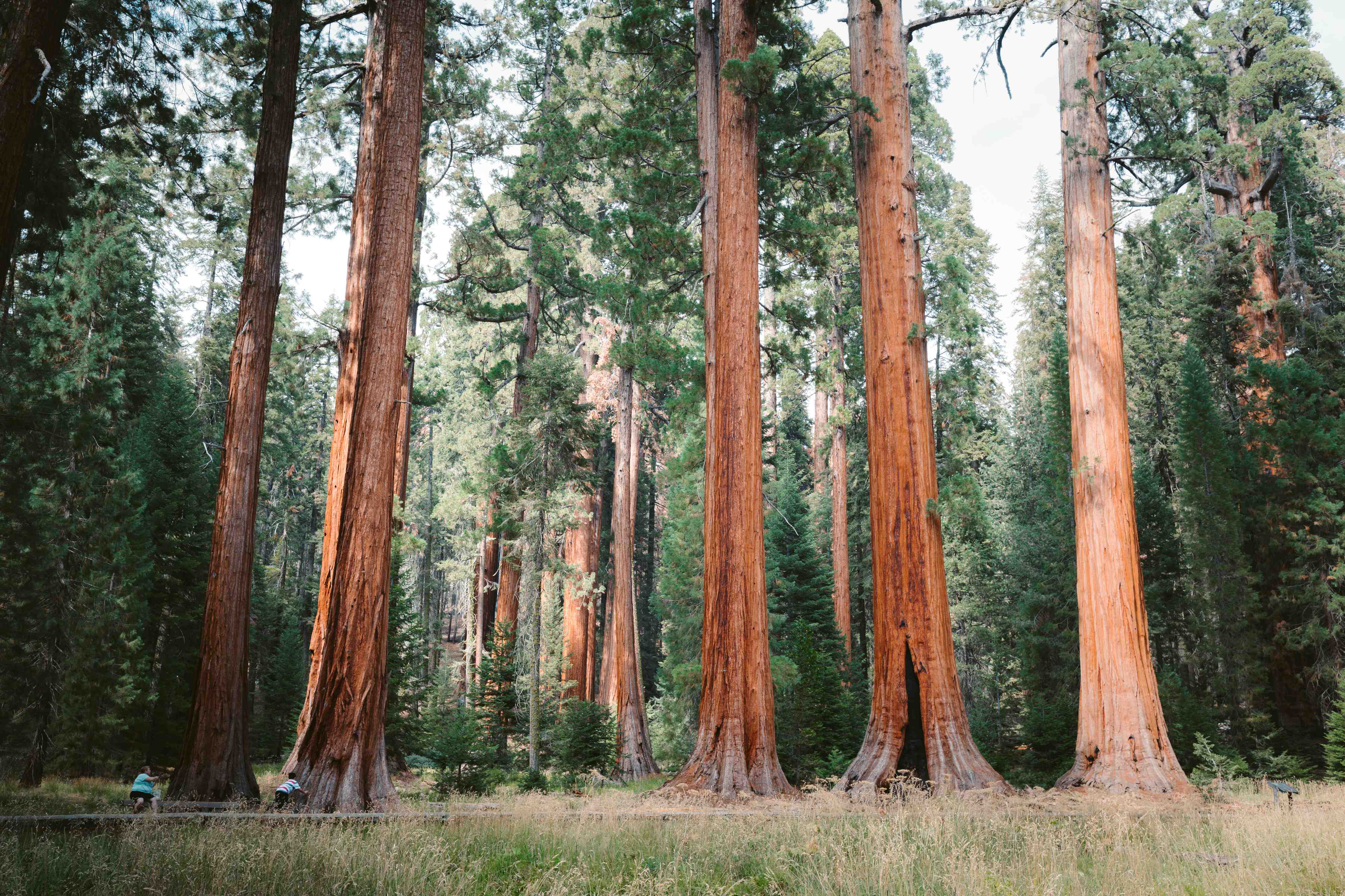 Wandverkleidung Flur-Majestätischer Wald mit alten Sequoia-Bäumen