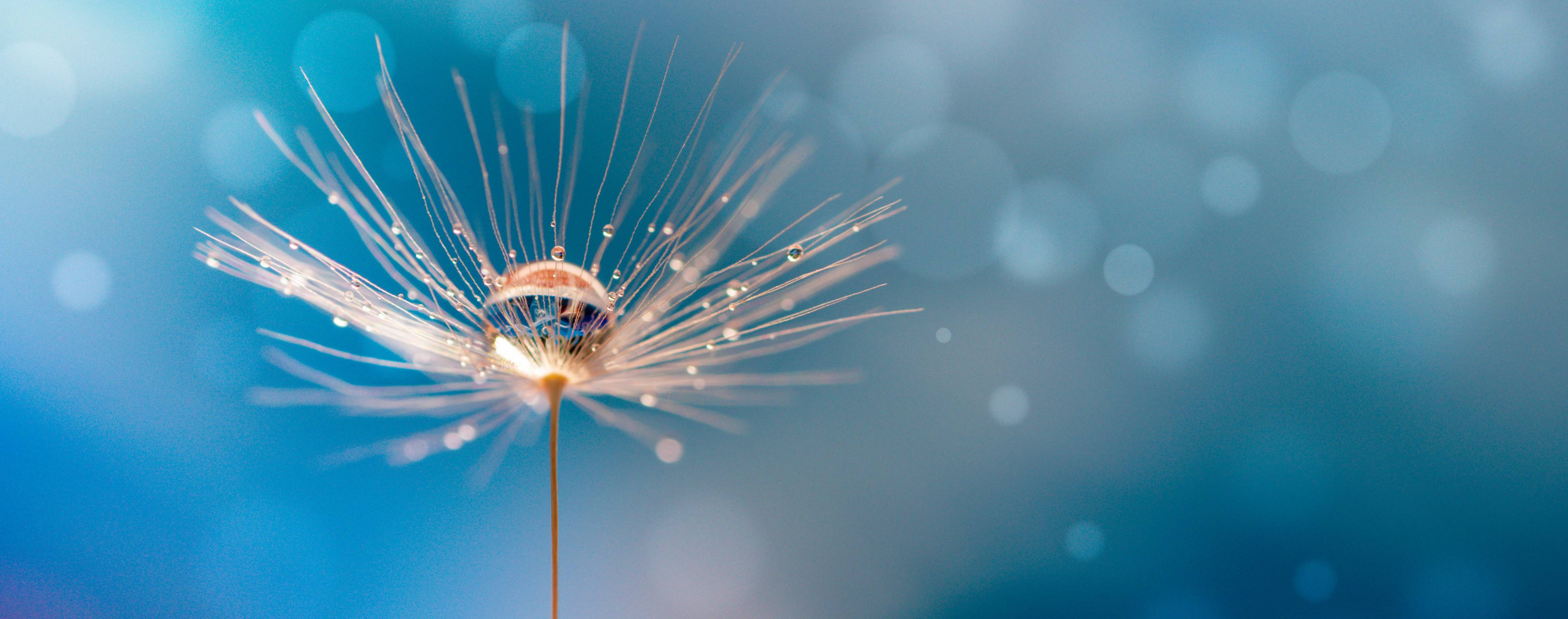 Wandverkleidung Flur-Pusteblume im Morgengrauen