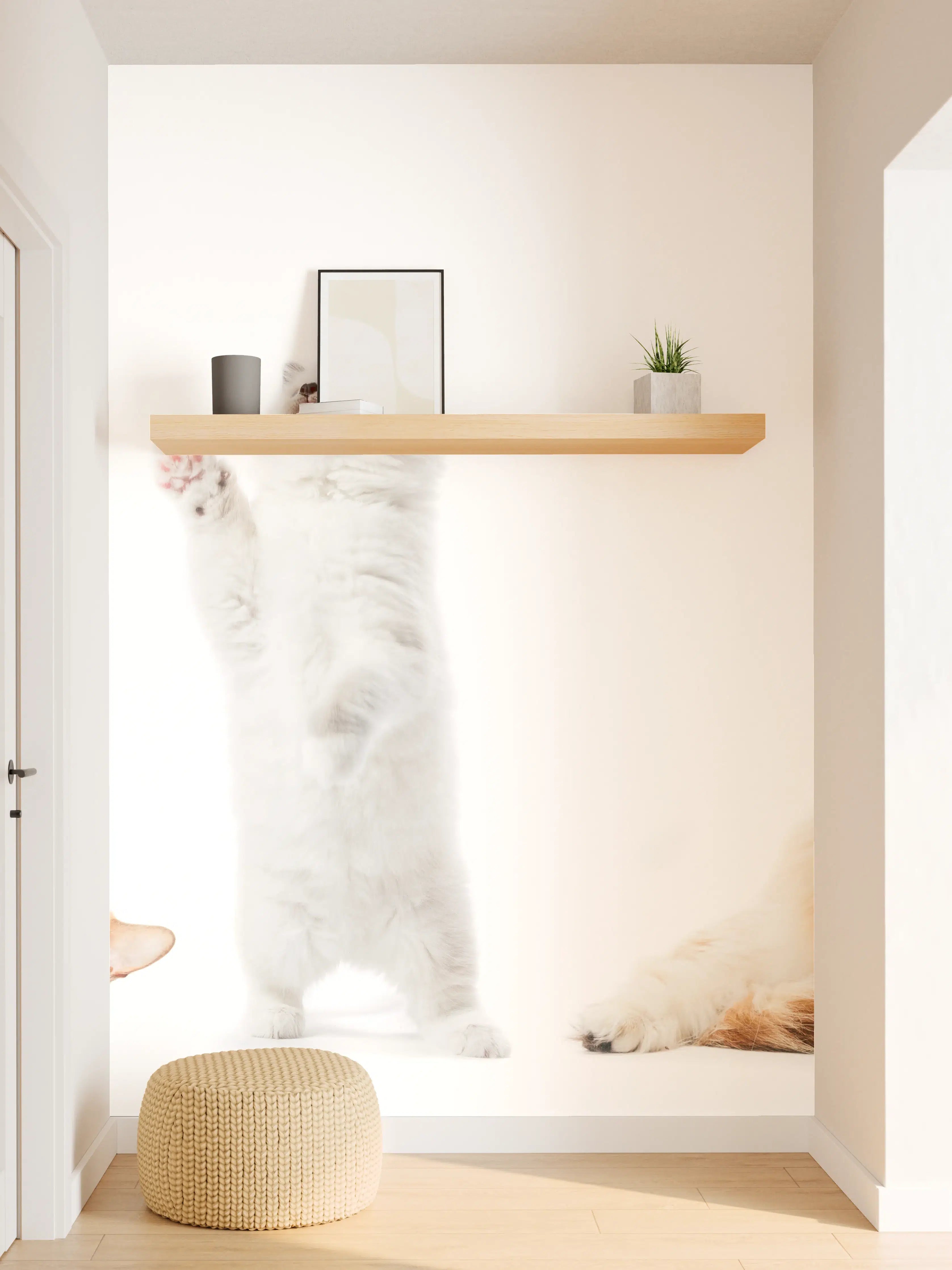 Wandverkleidung Flur - Reinrassige Katzen Weiß-Sammlung