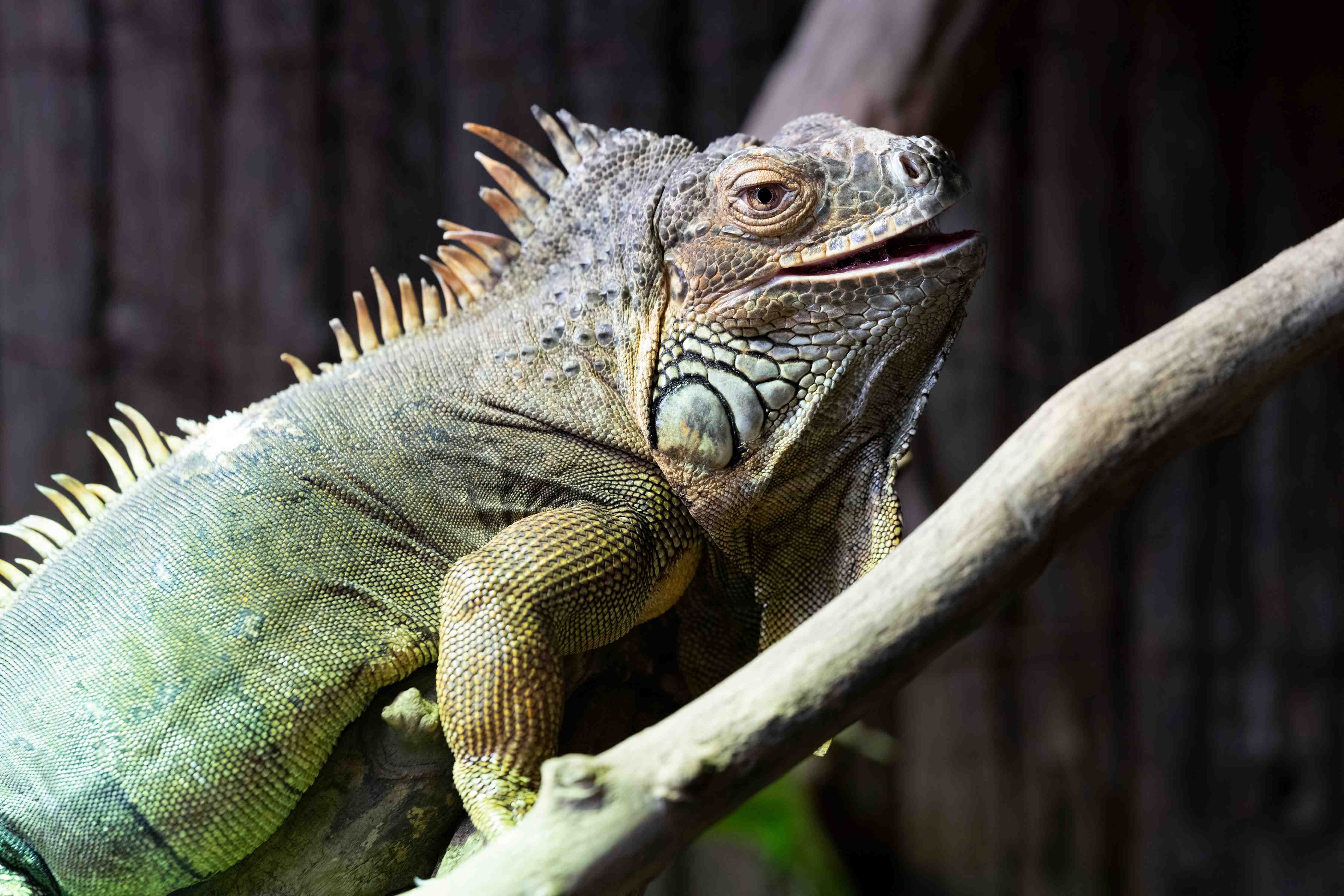 Wandverkleidung Flur-Ruhender Leguan