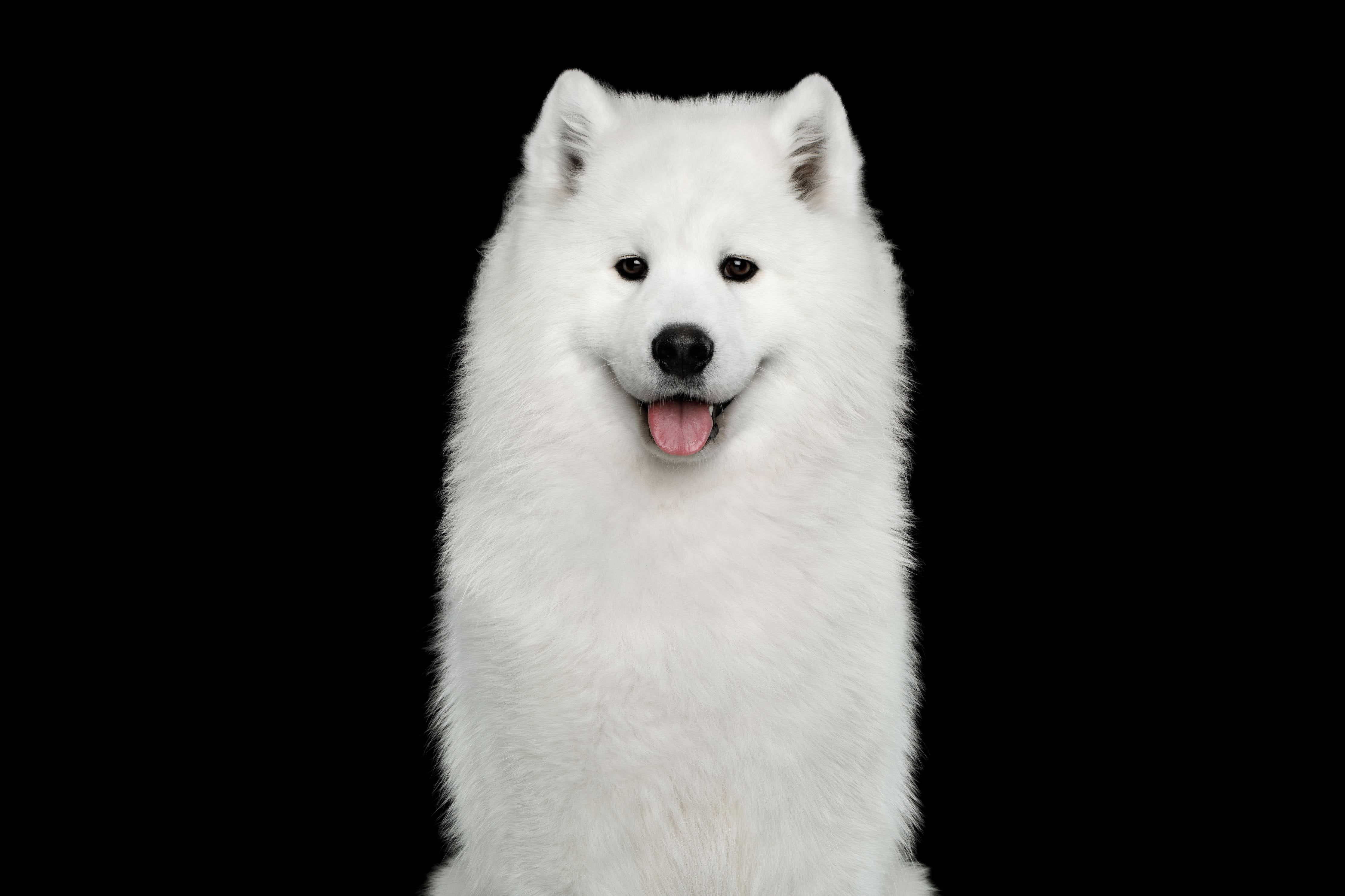 Wandverkleidung Flur-Samojeden Hund