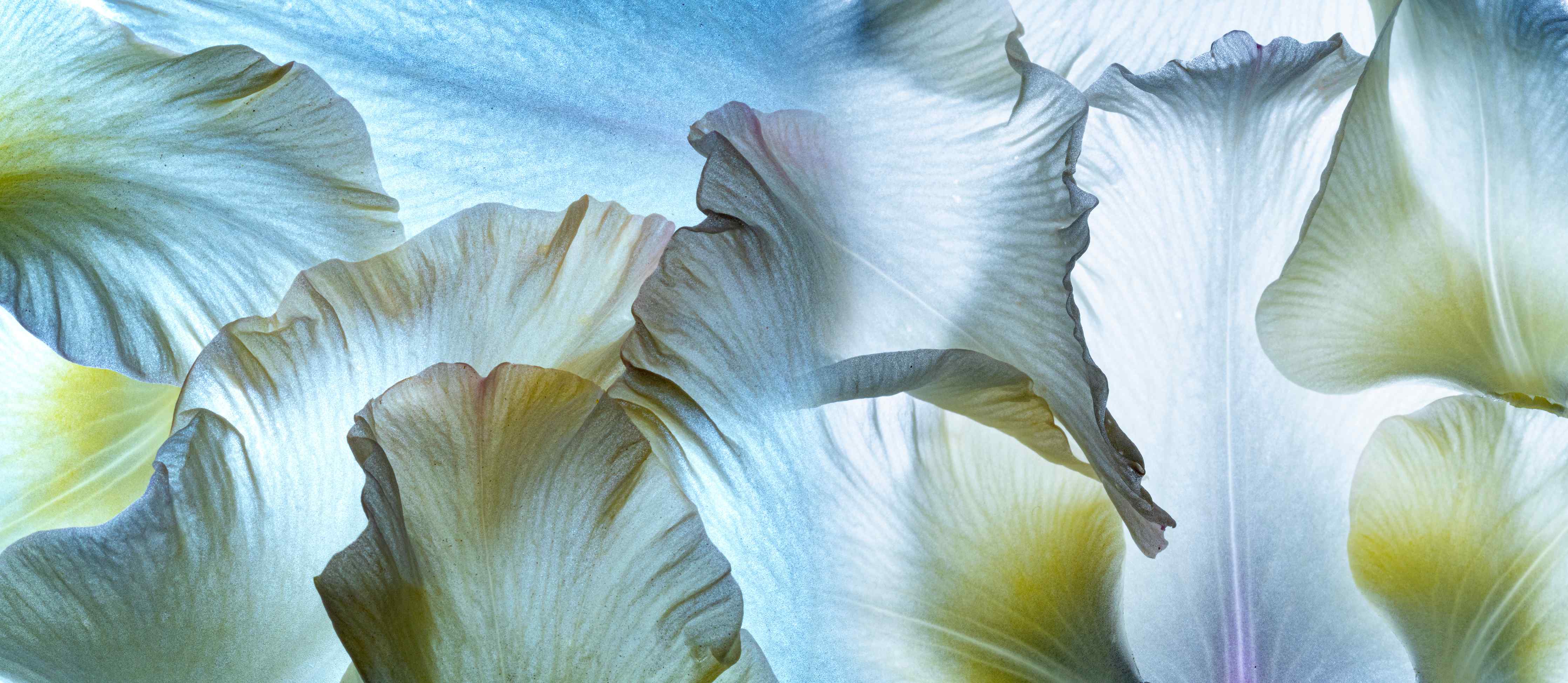 Wandverkleidung Flur-Sanfte Blumen in Blau und Gelb