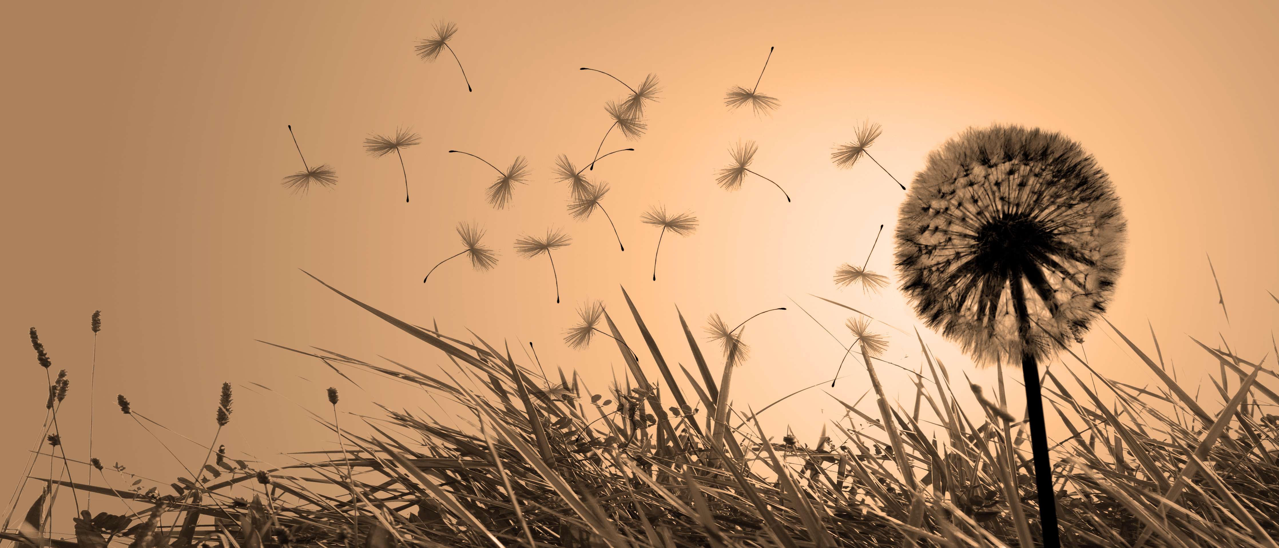 Wandverkleidung Flur-Sanfte Pusteblumen im Sonnenuntergang