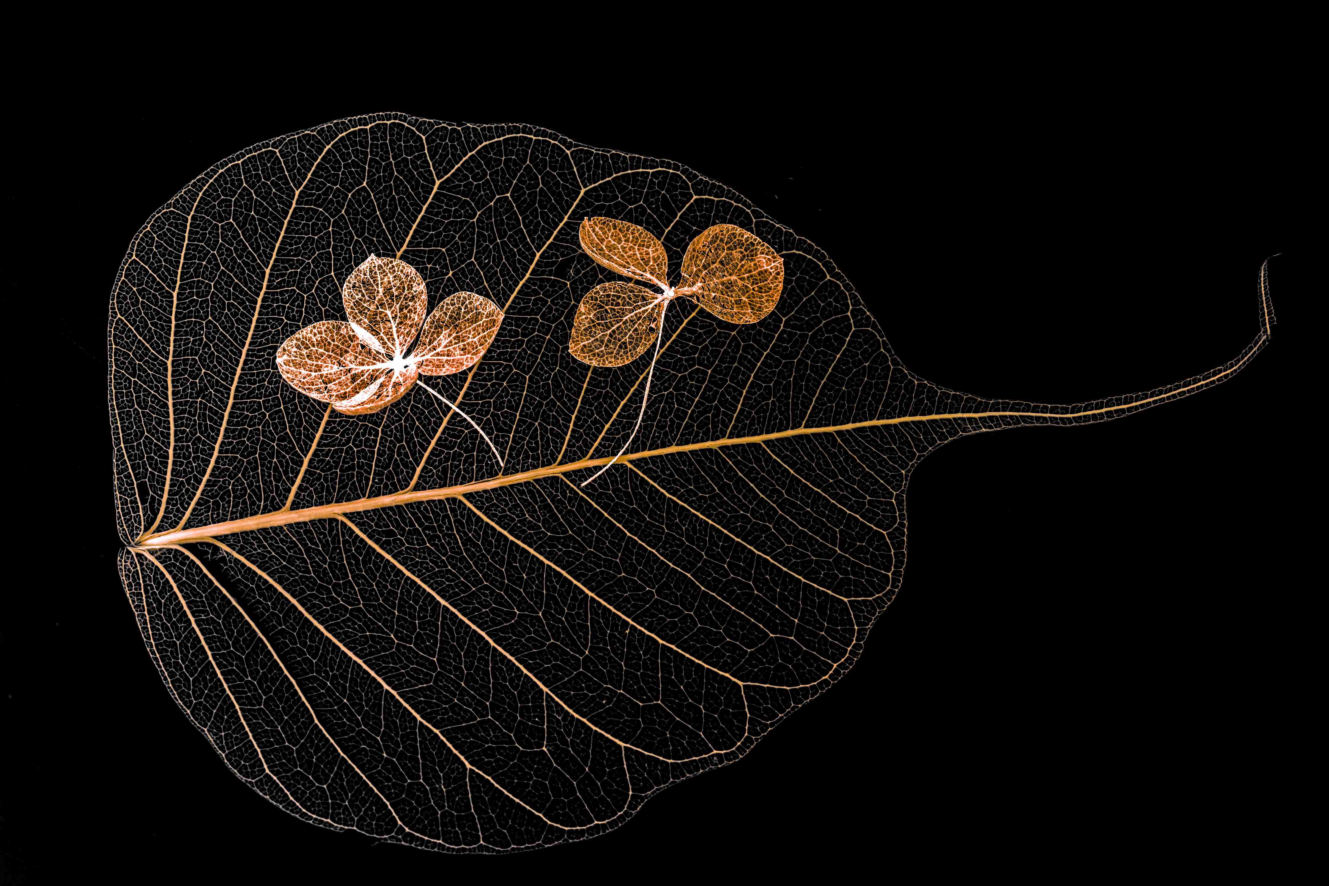 Wandverkleidung Flur-Schöne Blatt- und Blütenstruktur im Detail