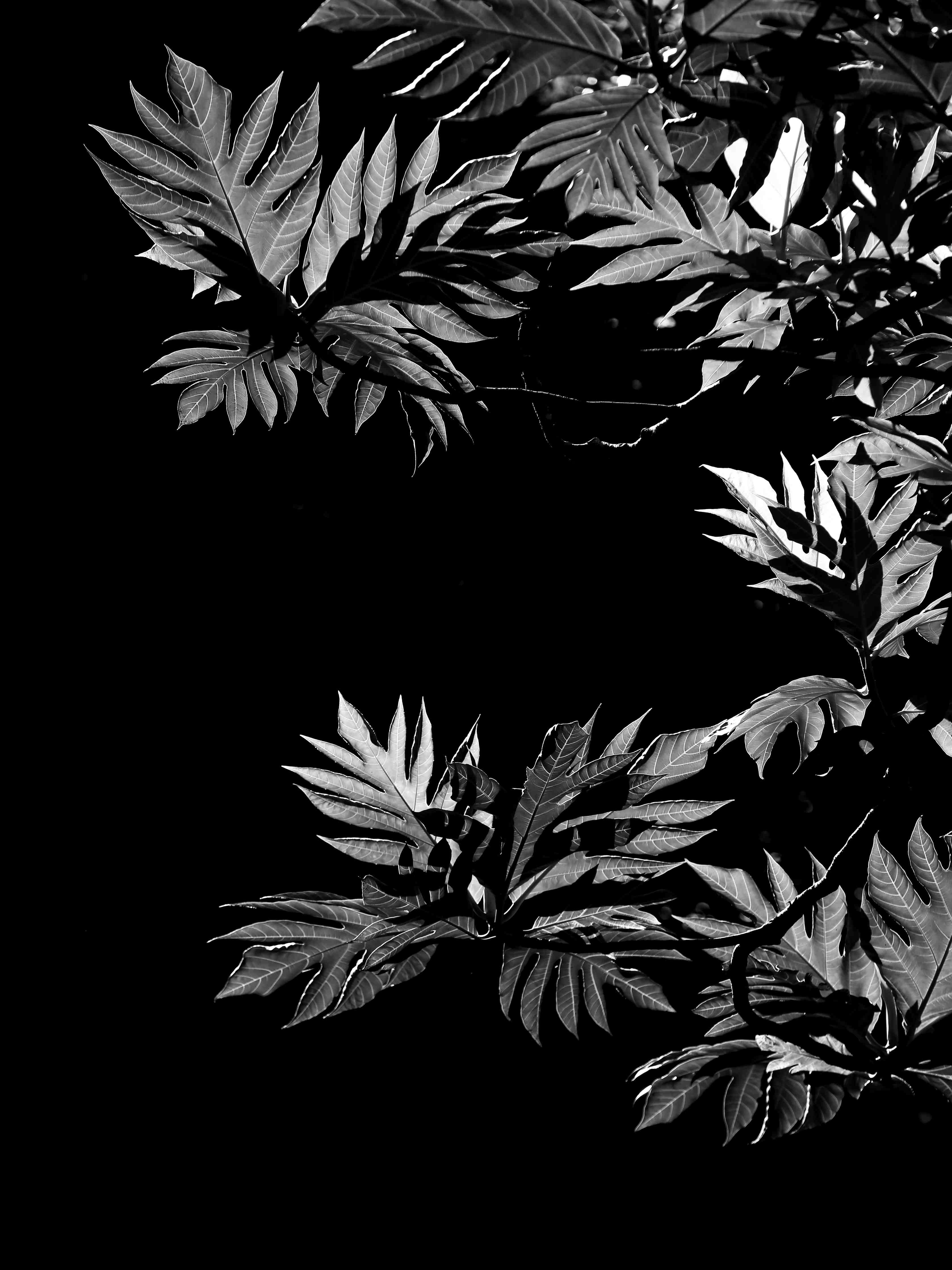 Wandverkleidung Flur-Schwarz-Weiß Blätter-Design