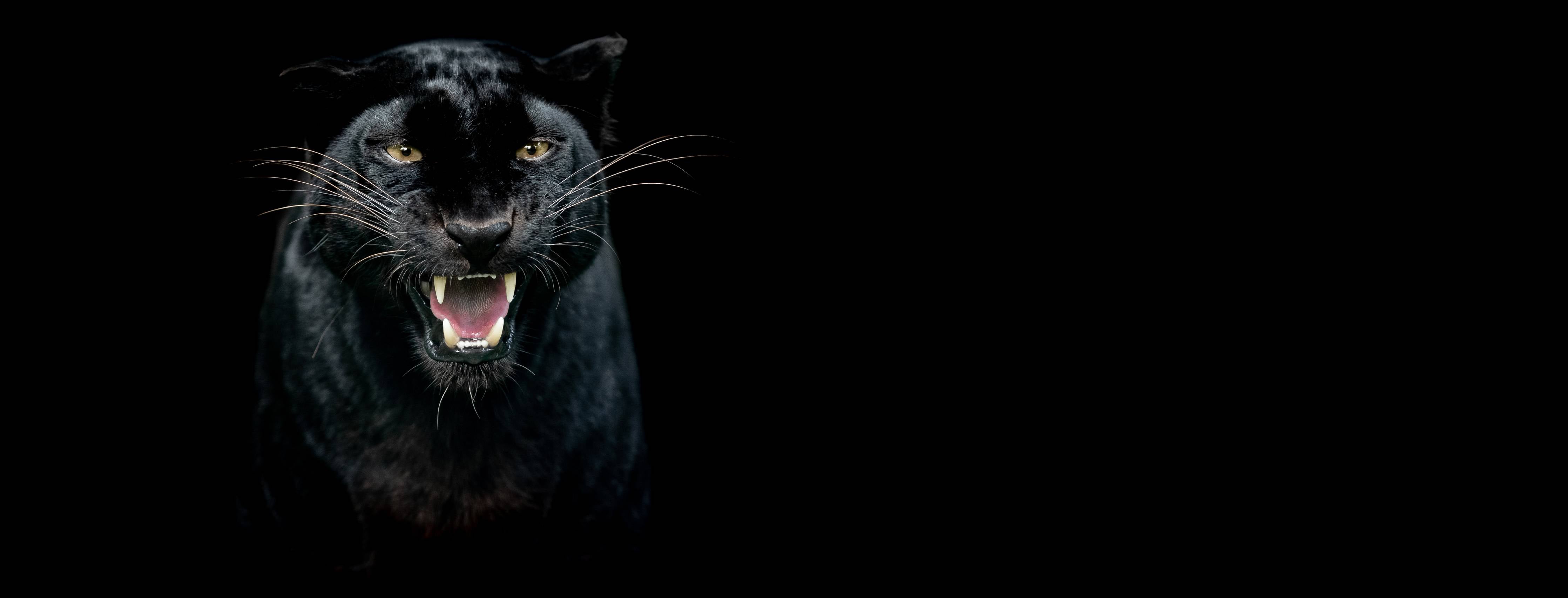 Wandverkleidung Flur-Schwarzer Panther auf schwarzem Hintergrund