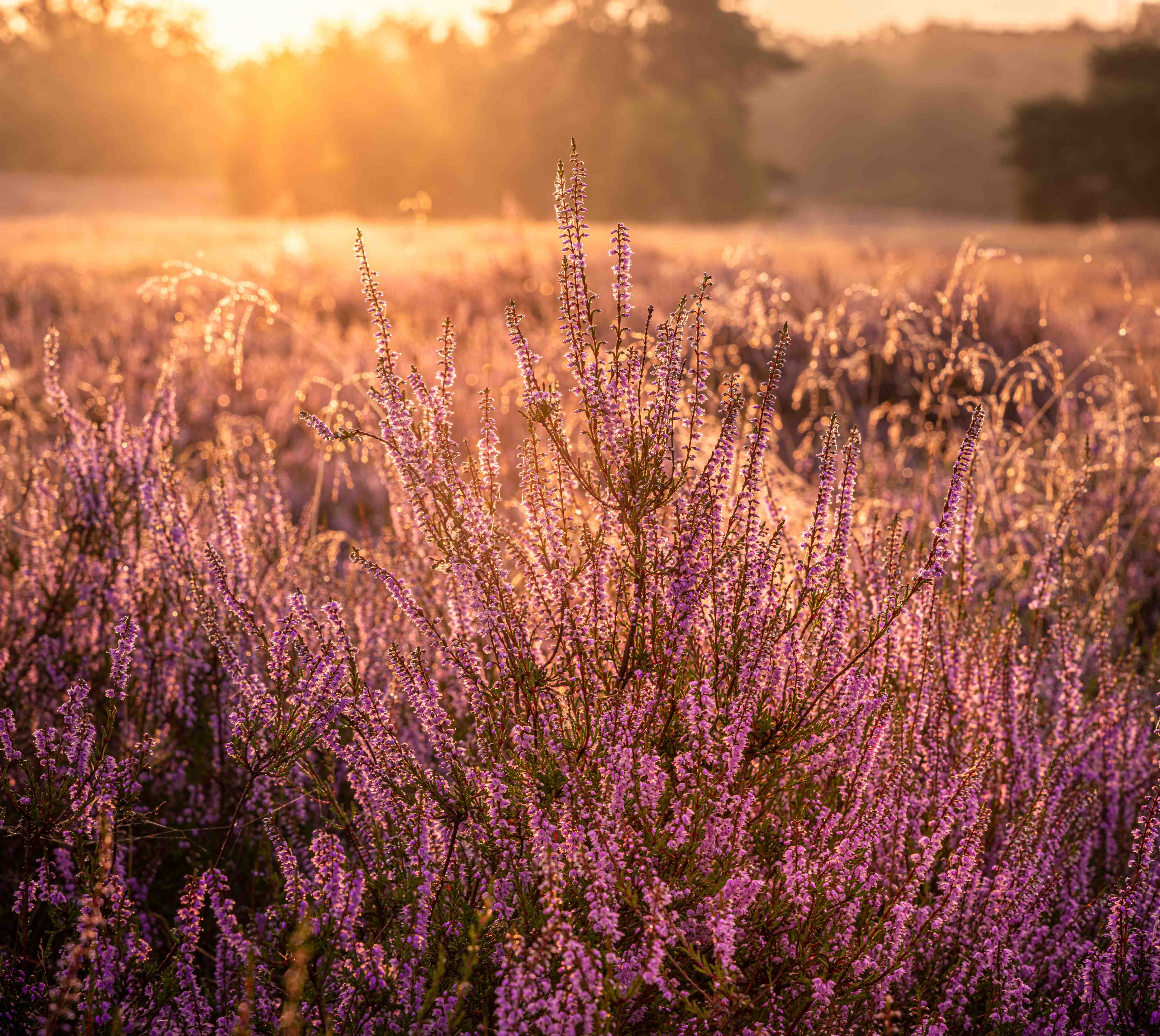 Wandverkleidung Flur-Sommerliche Blumenwiese bei Sonnenuntergang