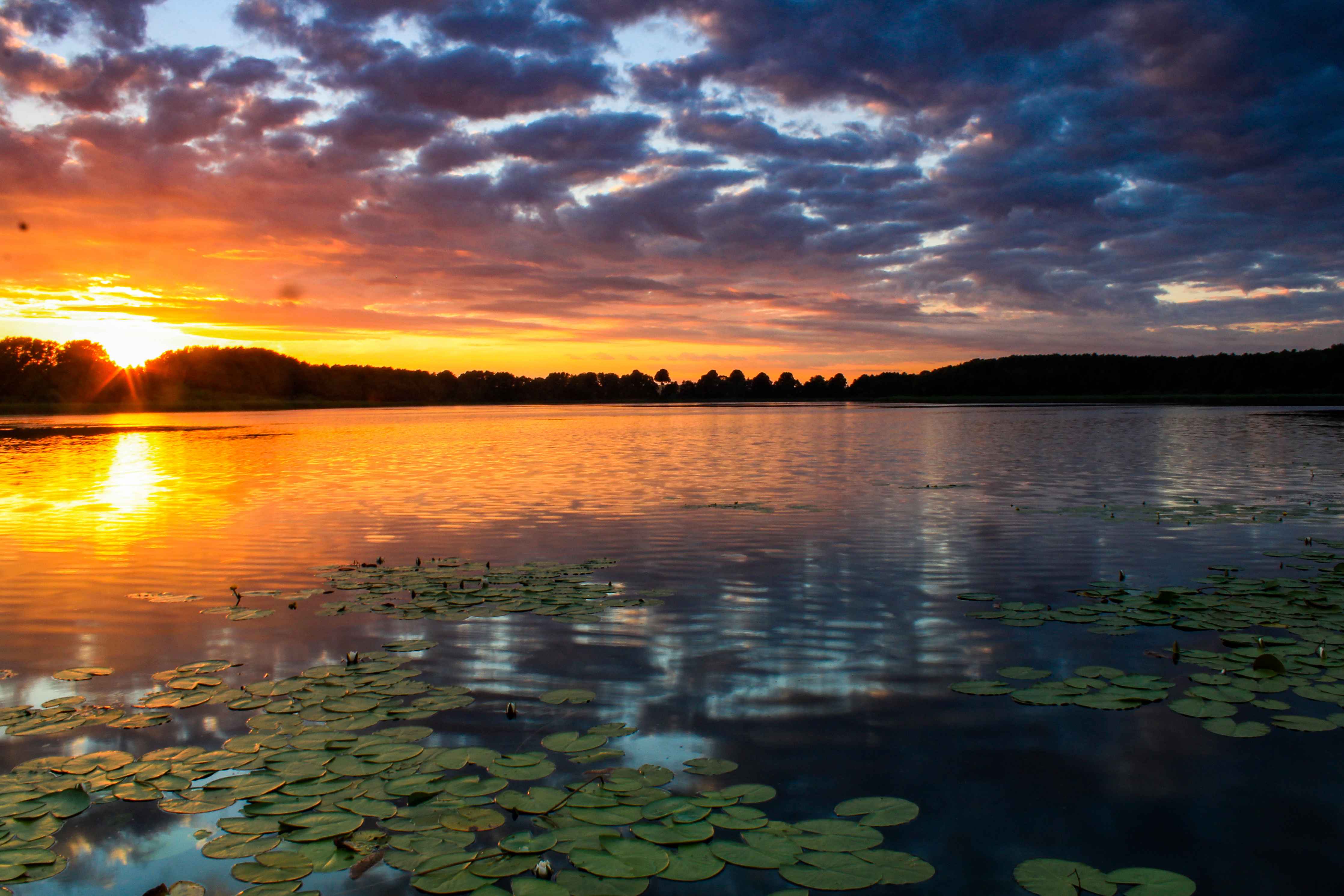 Wandverkleidung Flur-Sonnenuntergang über dem Wasser mit Seerosen